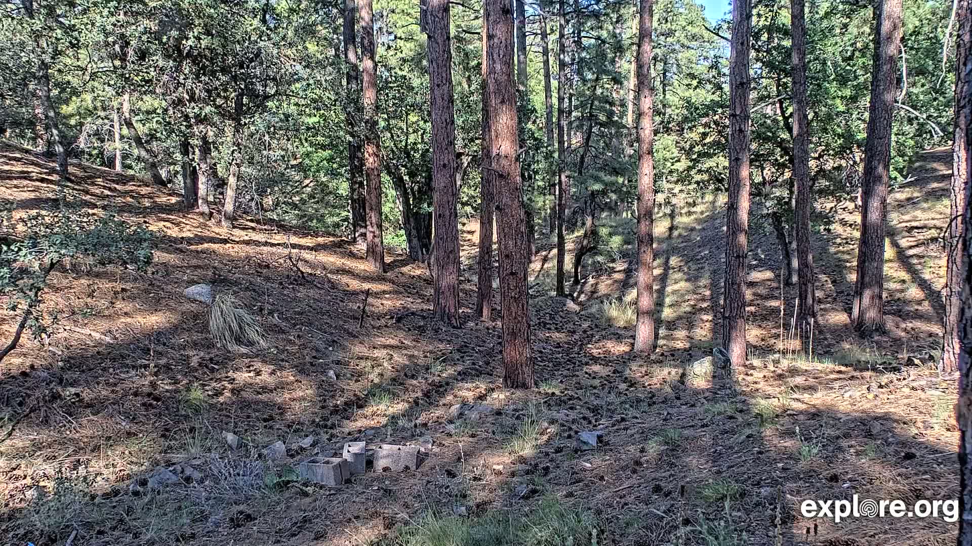 Williams, Bearizona Wildlife Park Live Cam - Williams, Coconino, Arizona, USA