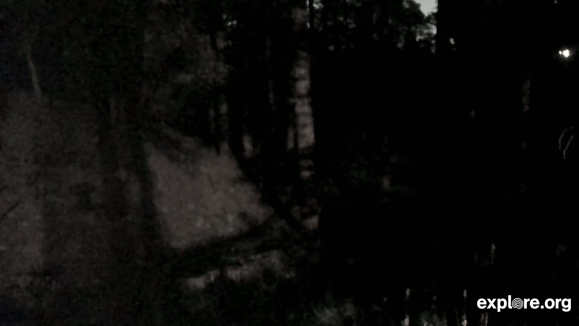 Williams, Bearizona Wildlife Park Live Cam - Williams, Coconino, Arizona, USA