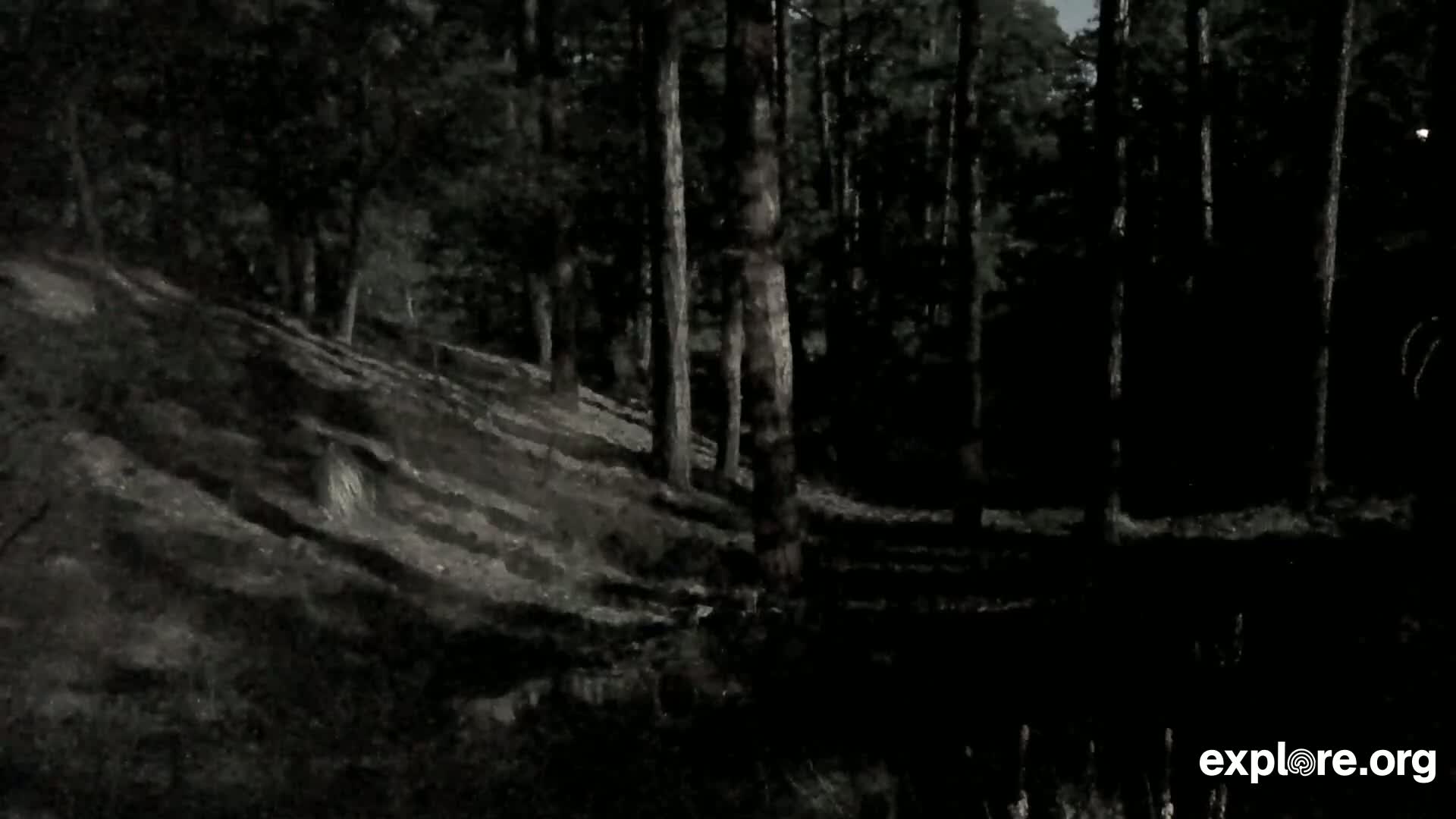 A dark, wooded hillside is shown at night, with tall trees and a slightly visible, dimly lit path.
