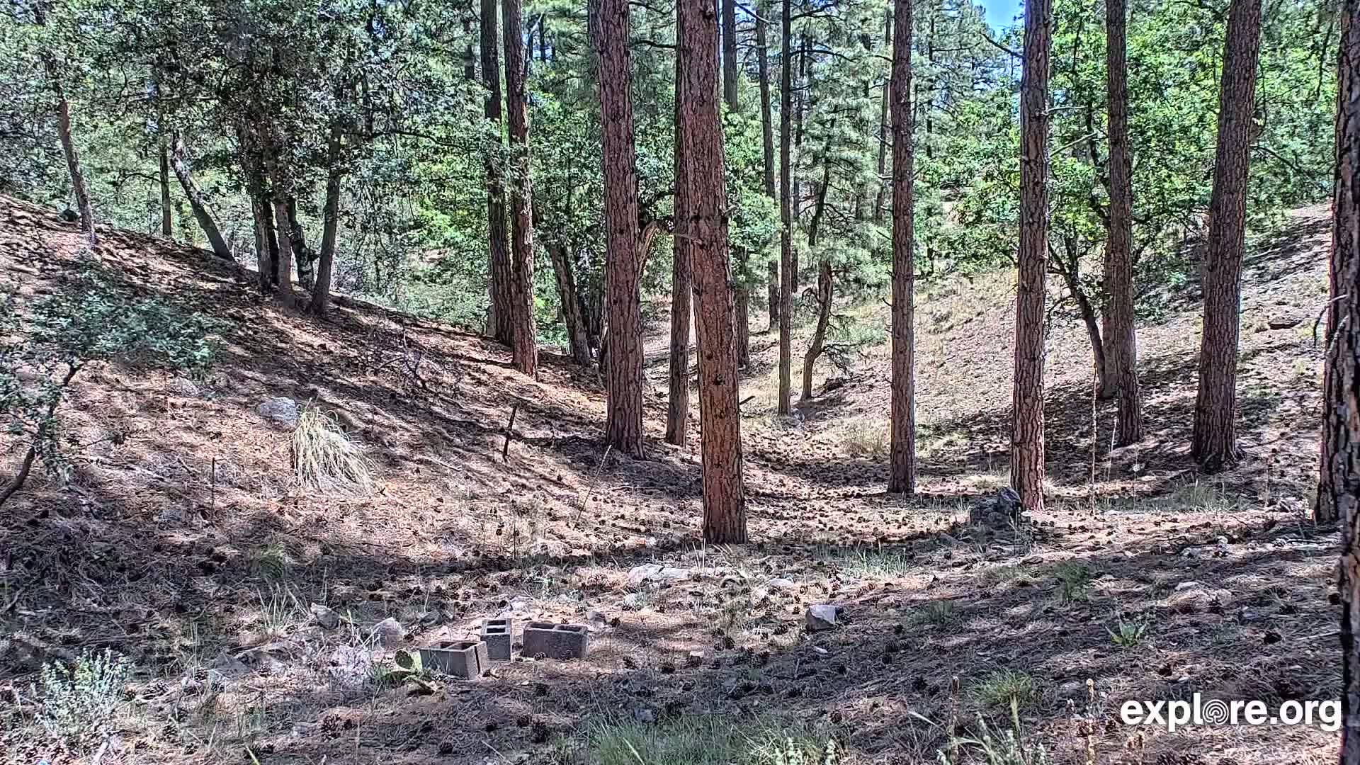 Williams, Bearizona Wildlife Park Live Cam - Williams, Coconino, Arizona, USA