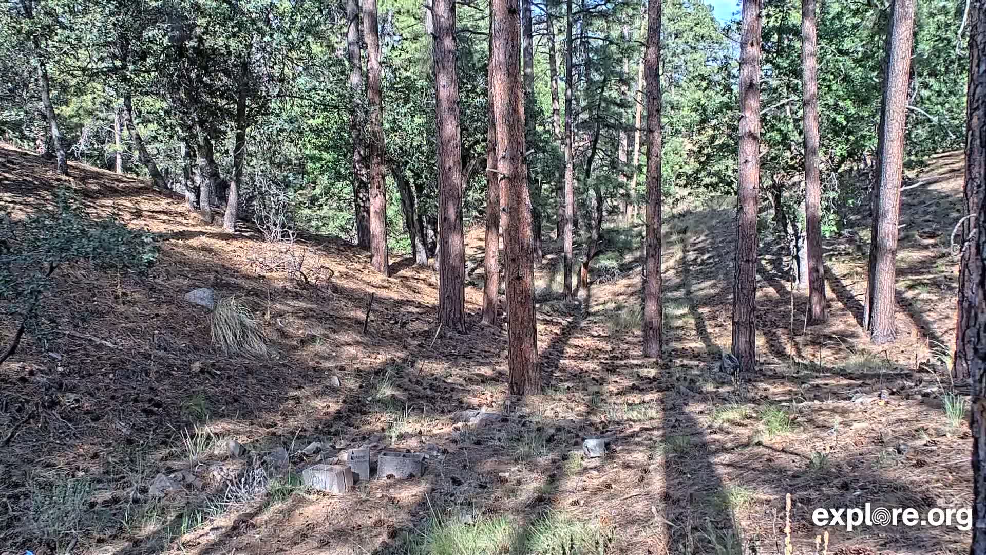 Williams, Bearizona Wildlife Park Live Cam - Williams, Coconino, Arizona, USA