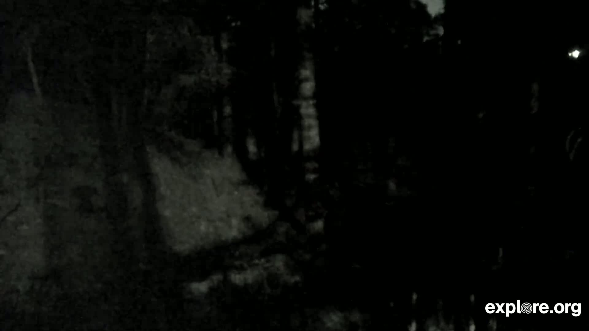 Williams, Bearizona Wildlife Park Live Cam - Williams, Coconino, Arizona, USA