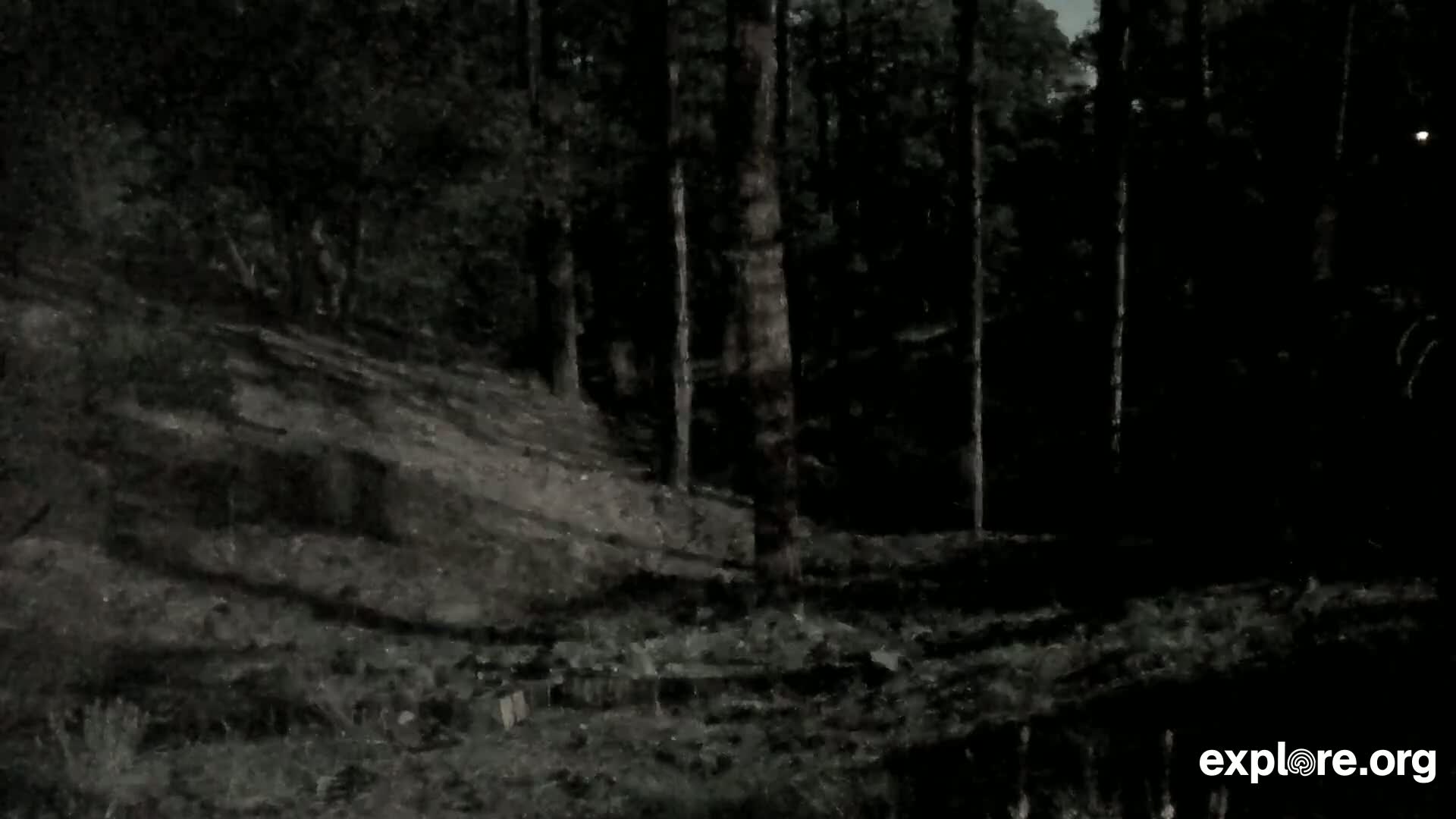 A dark, nighttime scene shows a wooded area with a sloped, earth embankment, under a slightly cloudy sky.