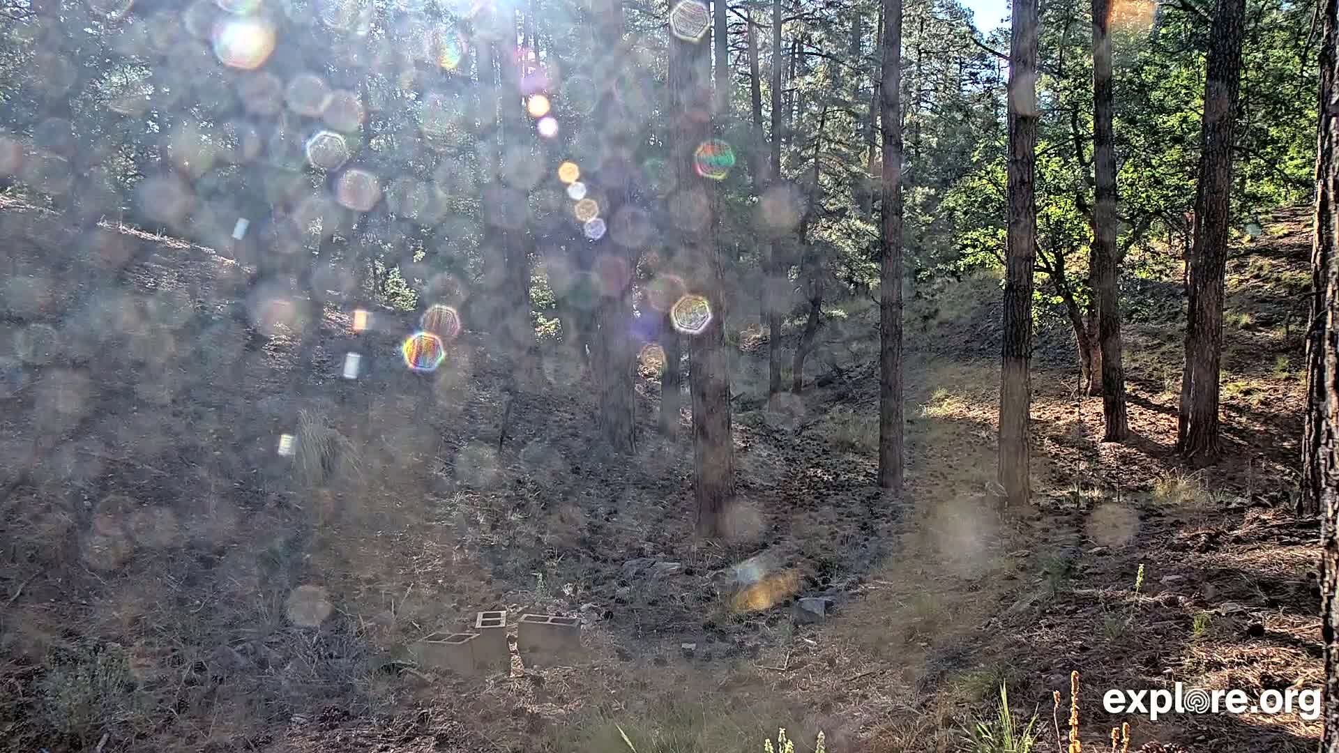 Sunlight streams through a hazy forest of tall, slender trees onto a dry, pine-needle-covered forest floor.