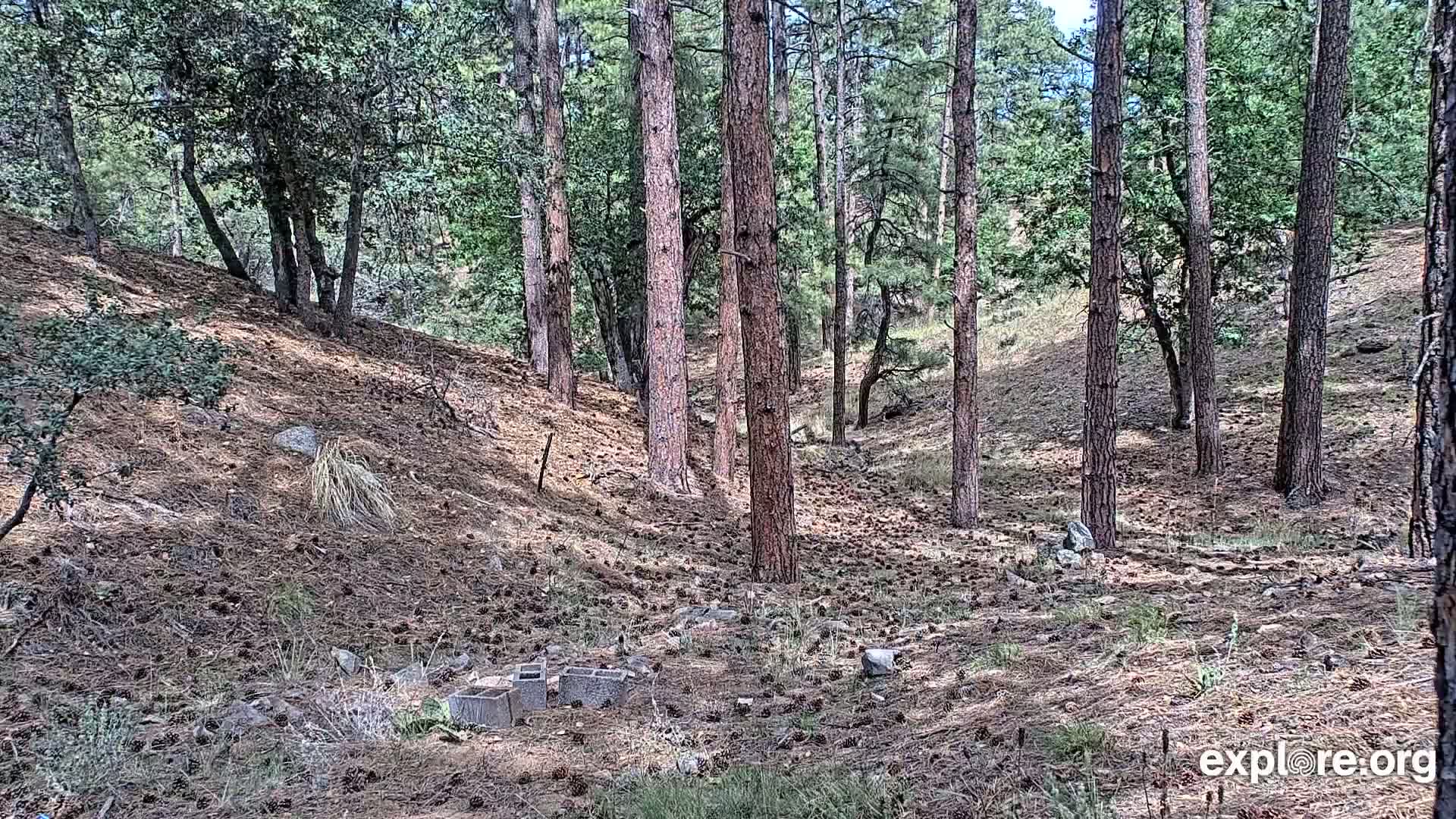 Williams, Bearizona Wildlife Park Live Cam - Williams, Coconino, Arizona, USA