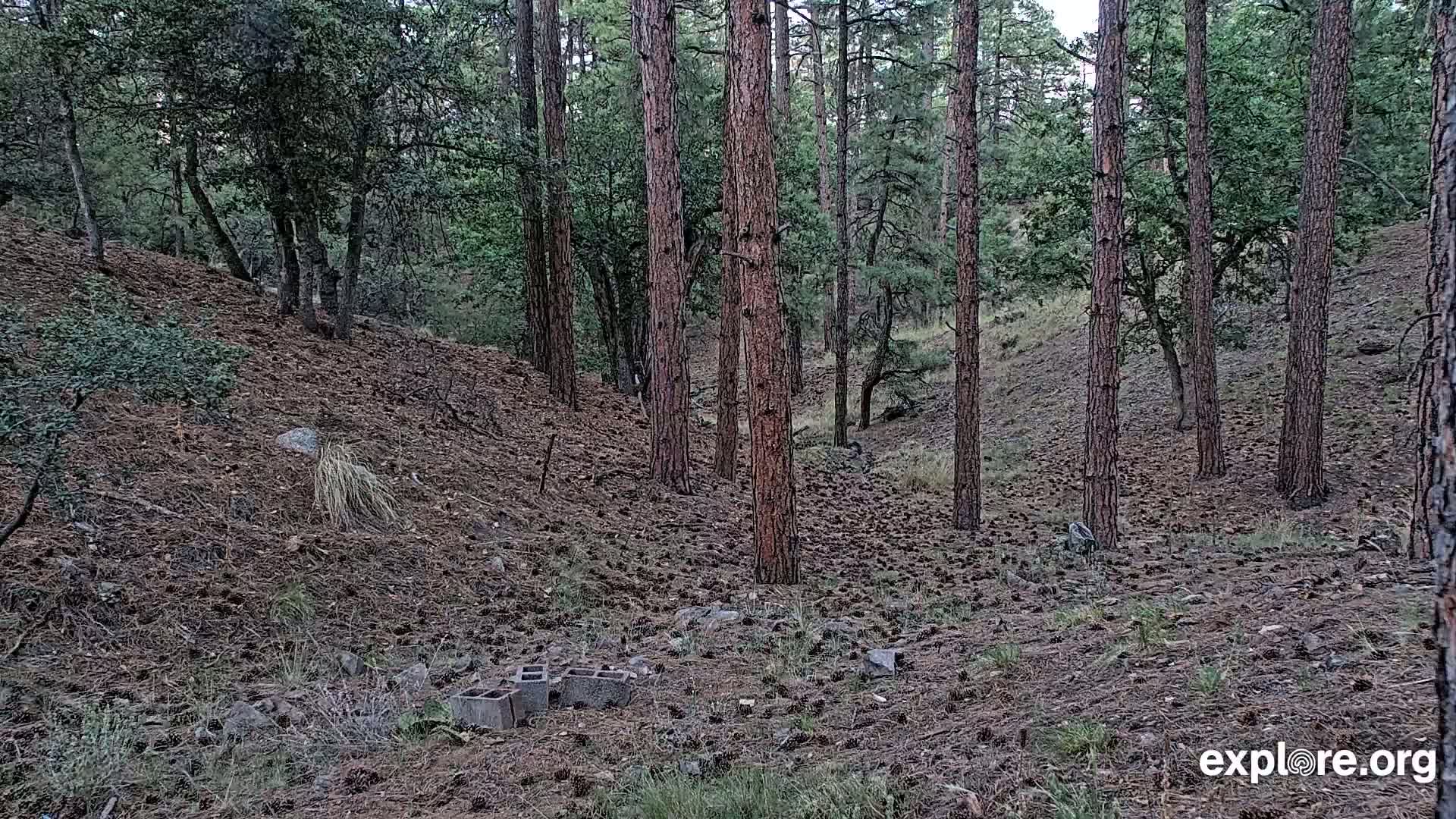 Williams, Bearizona Wildlife Park Live Cam - Williams, Coconino, Arizona, USA