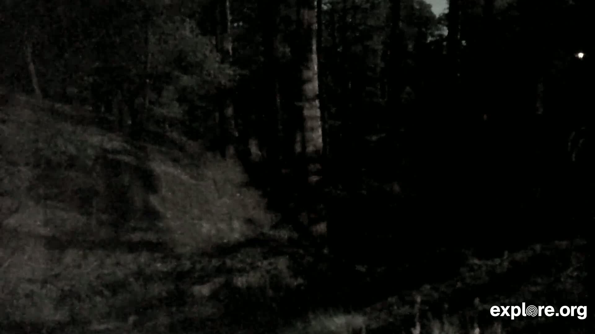 A dark, nighttime scene shows a forest with tall trees and a dimly lit hillside.