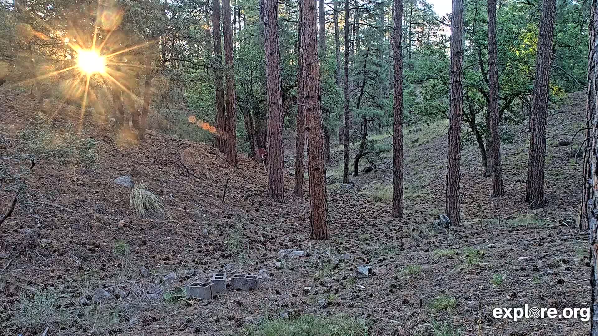 Sunlight streams through a pine forest floor covered in pine cones, with a few concrete blocks in the foreground.