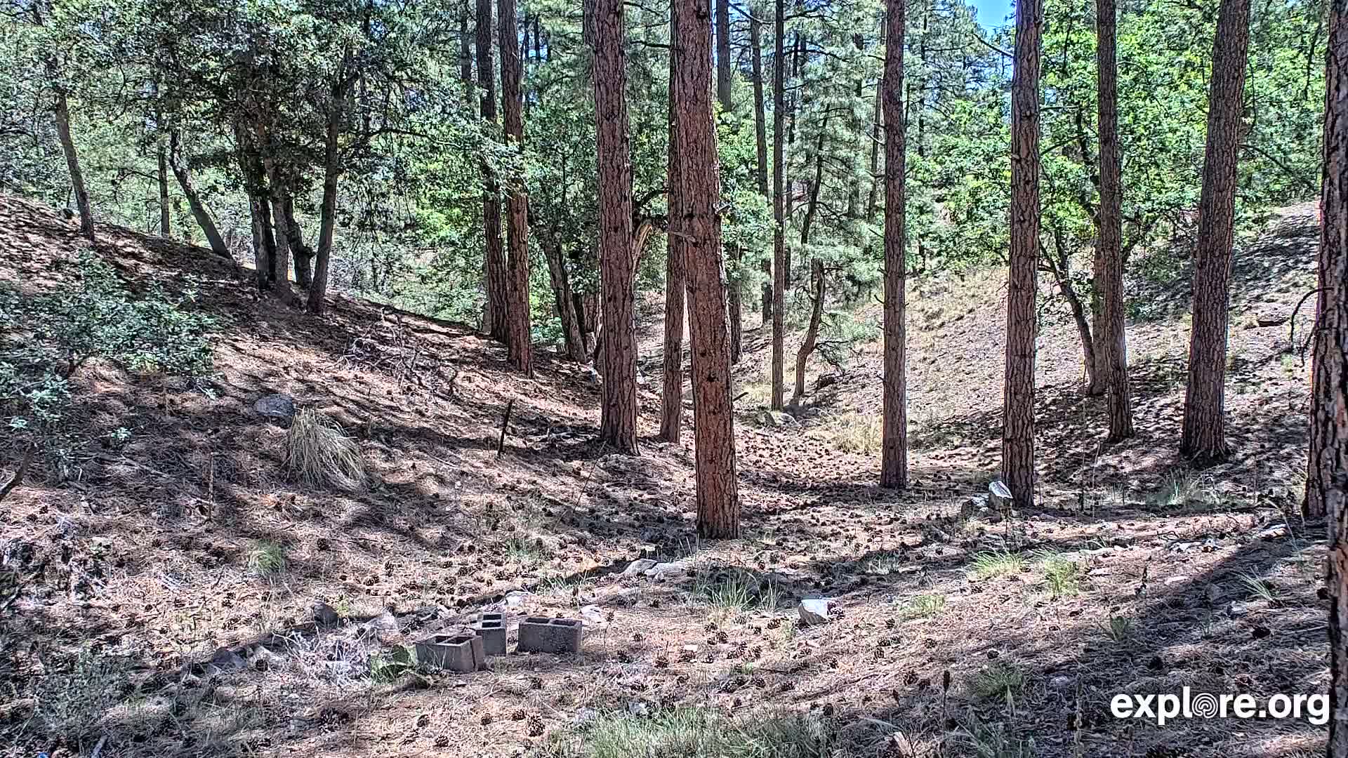 A sunny forest floor, covered in pine needles and cones, is nestled among tall pine trees and smaller oak trees on a gently sloping hillside, with several concrete blocks scattered on the ground.