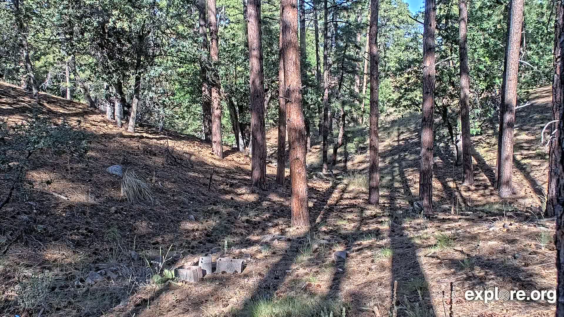 Williams, Bearizona Wildlife Park Live Cam - Williams, Coconino, Arizona, USA