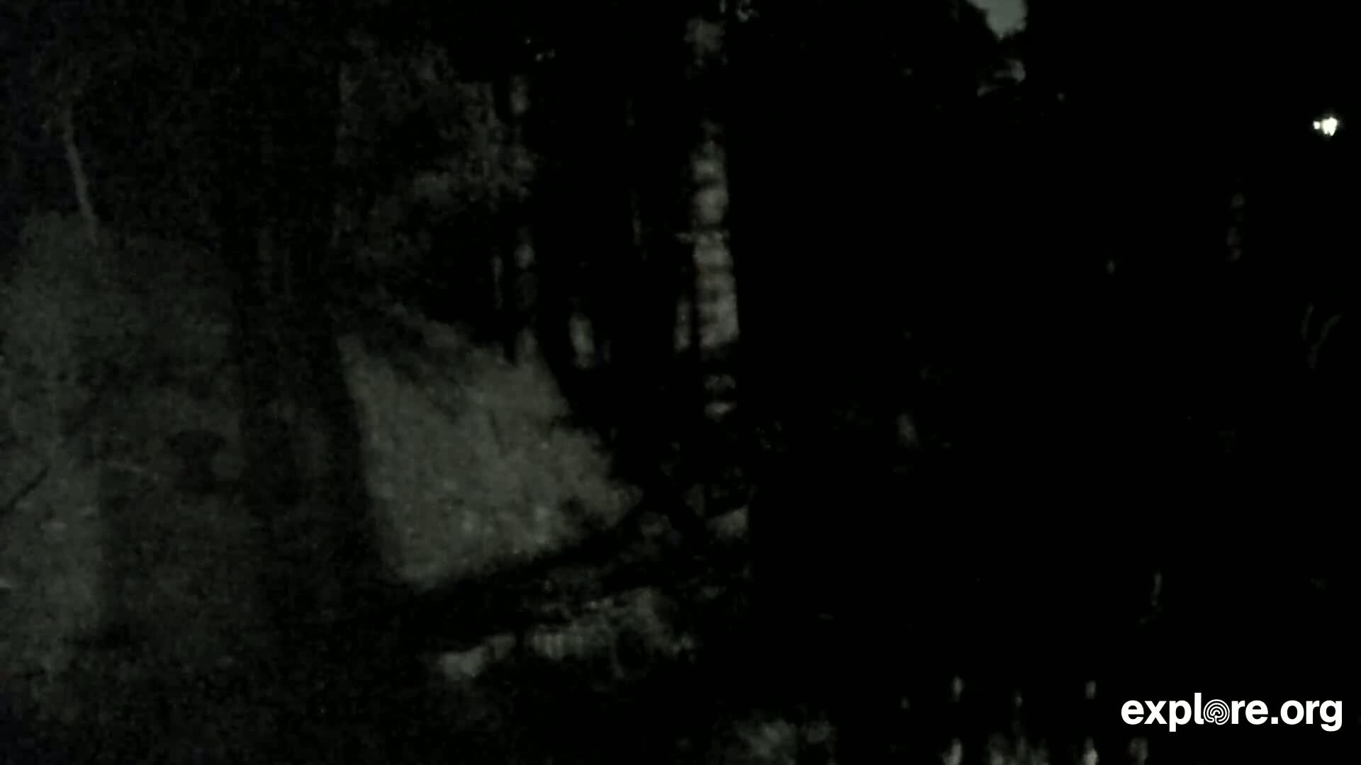 Williams, Bearizona Wildlife Park Live Cam - Williams, Coconino, Arizona, USA