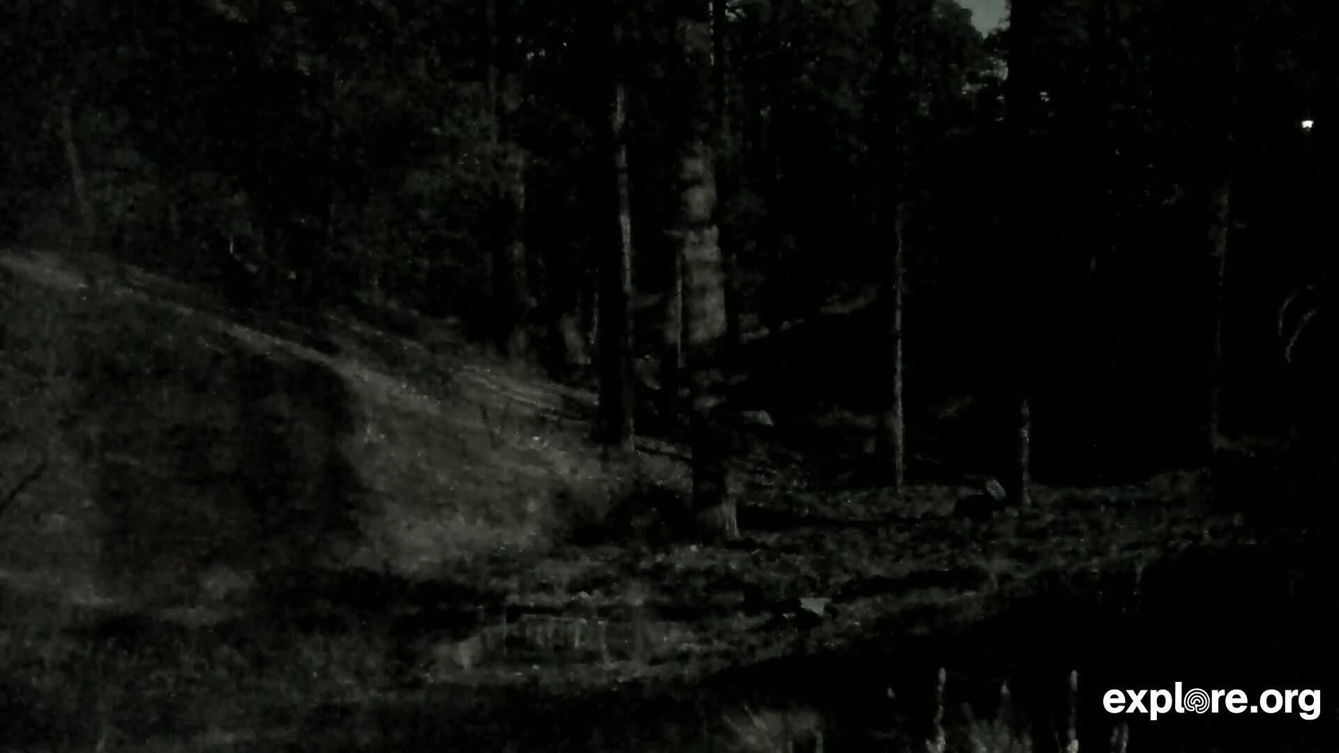 A dark, nighttime view of a forest with a dimly lit path leading uphill.