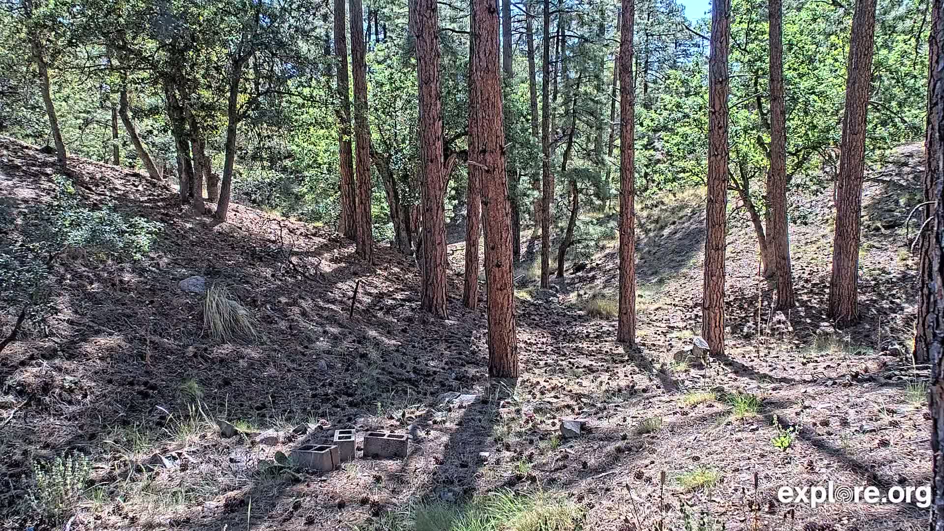 Sunlight dappled through a pine forest onto a pine needle-covered forest floor with a few scattered cinder blocks.