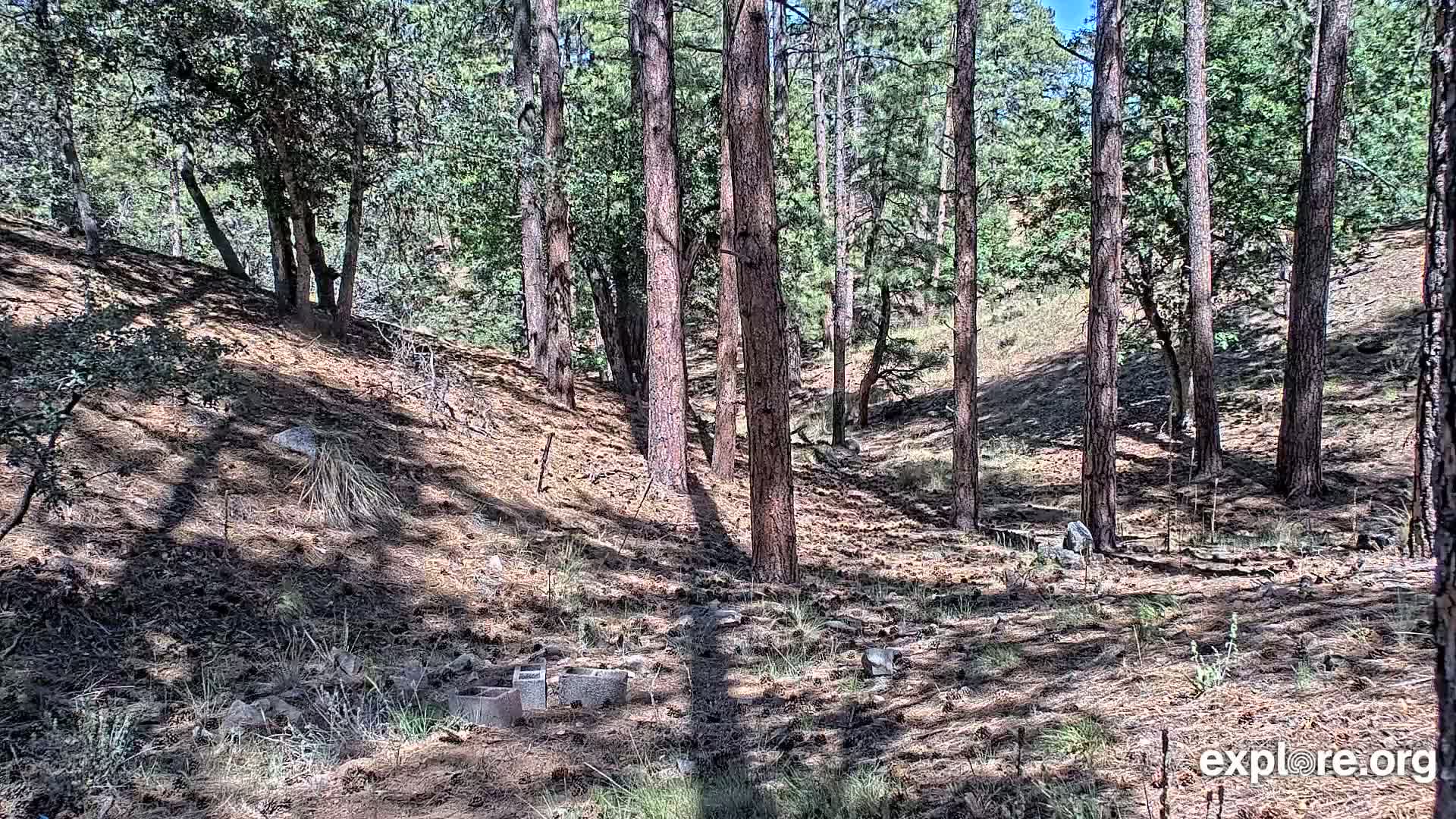 Williams, Bearizona Wildlife Park Live Cam - Williams, Coconino, Arizona, USA