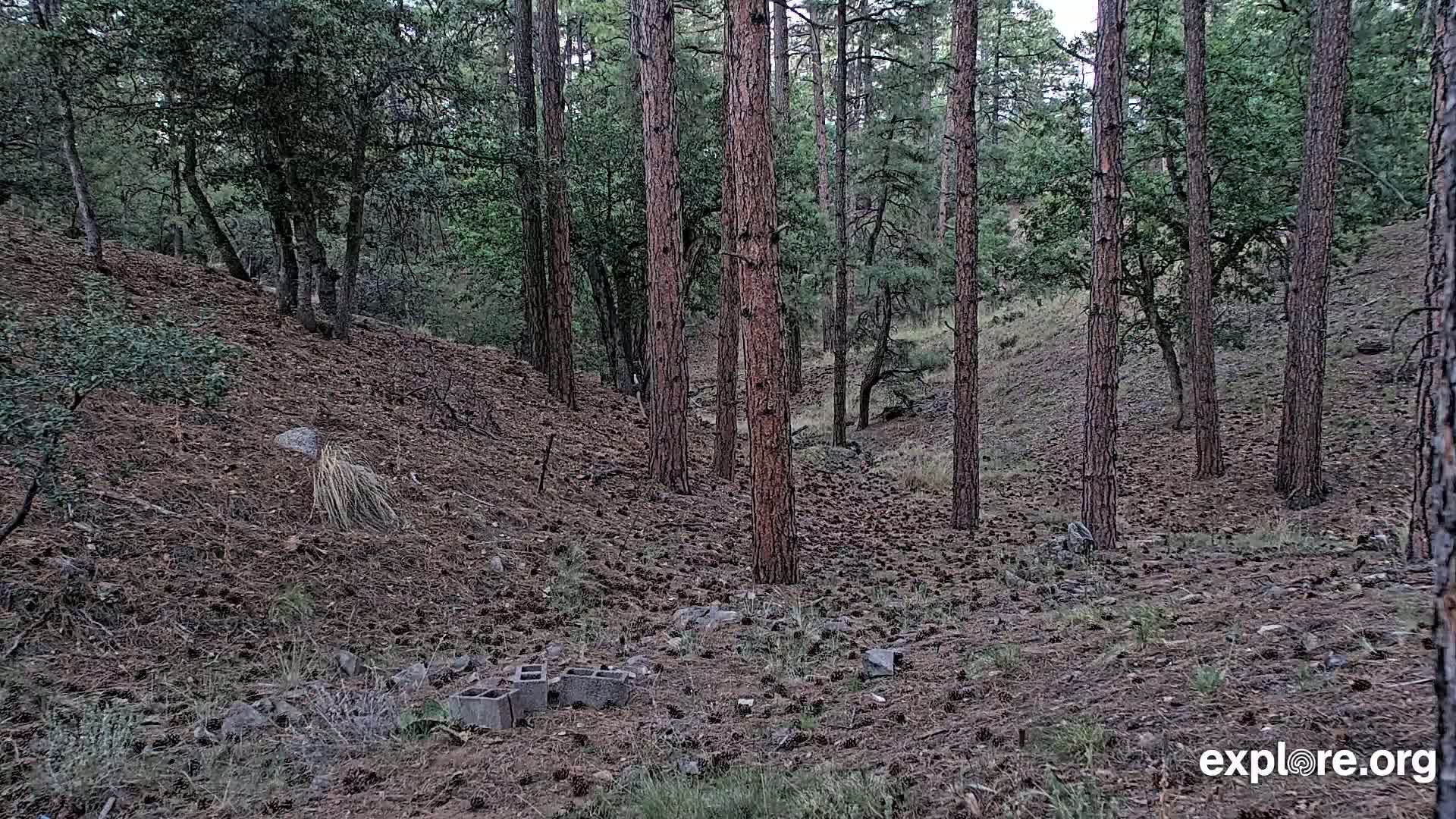 Williams, Bearizona Wildlife Park Live Cam - Williams, Coconino, Arizona, USA