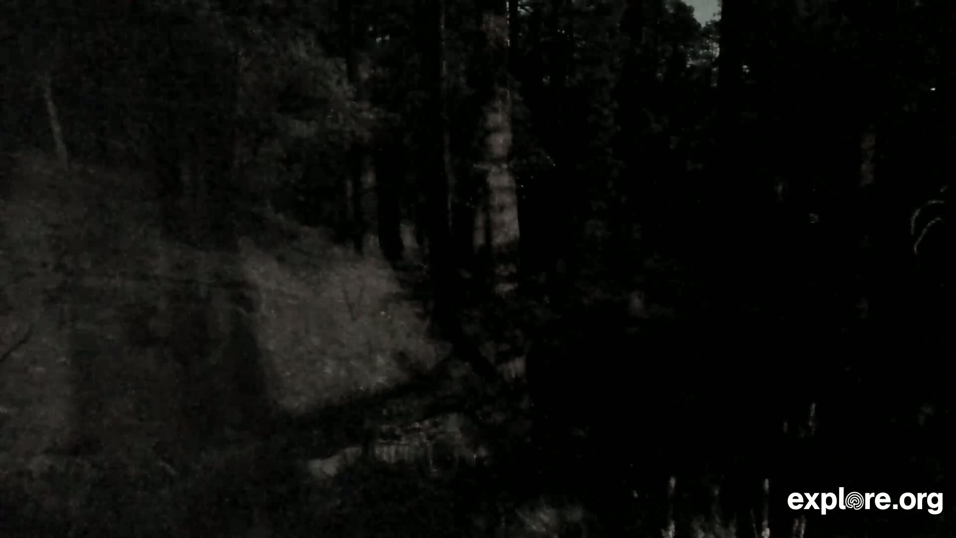 A dark, nighttime view of a shadowy forest with a dirt path.