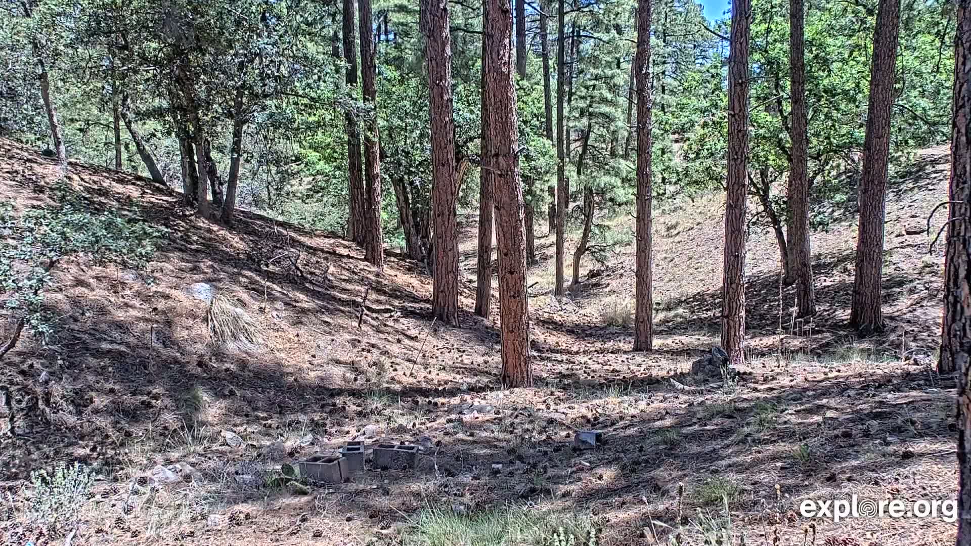 Williams, Bearizona Wildlife Park Live Cam - Williams, Coconino, Arizona, USA