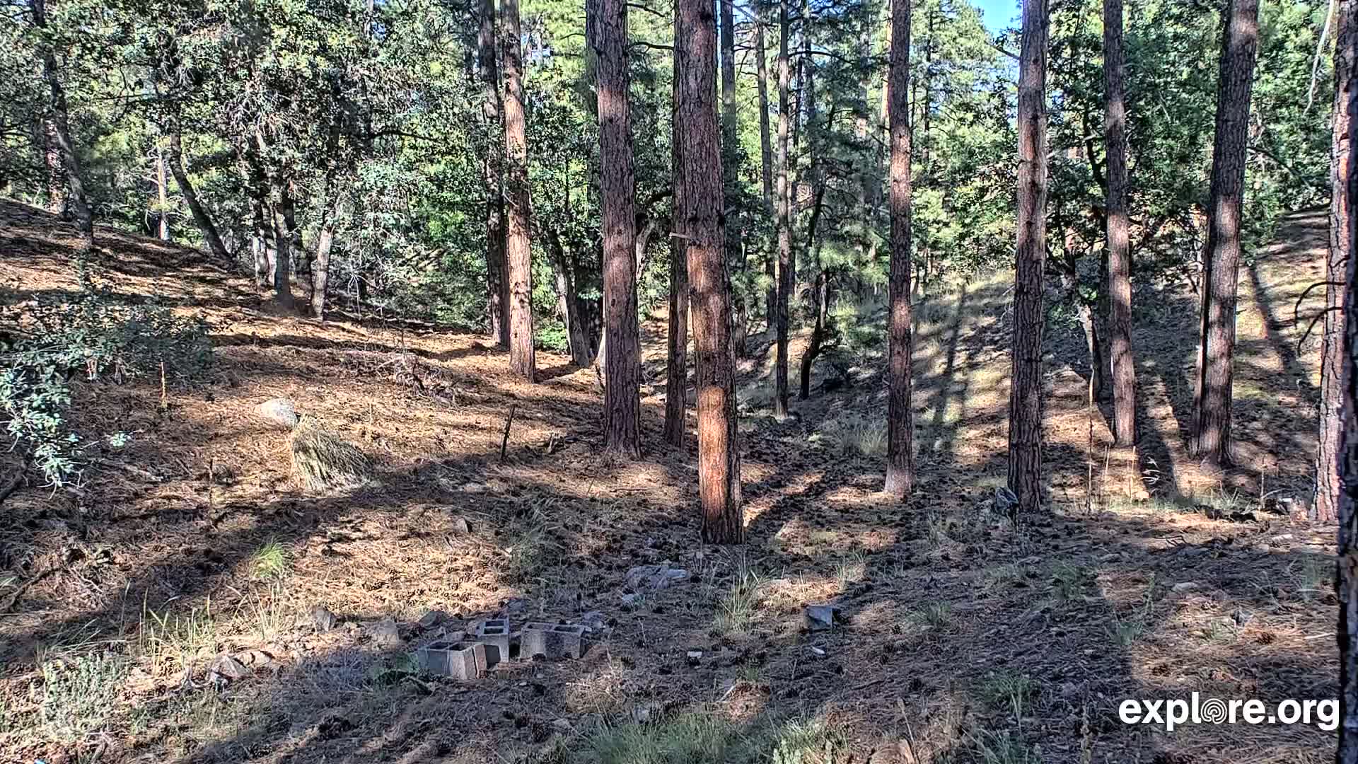 Williams, Bearizona Wildlife Park Live Cam - Williams, Coconino, Arizona, USA