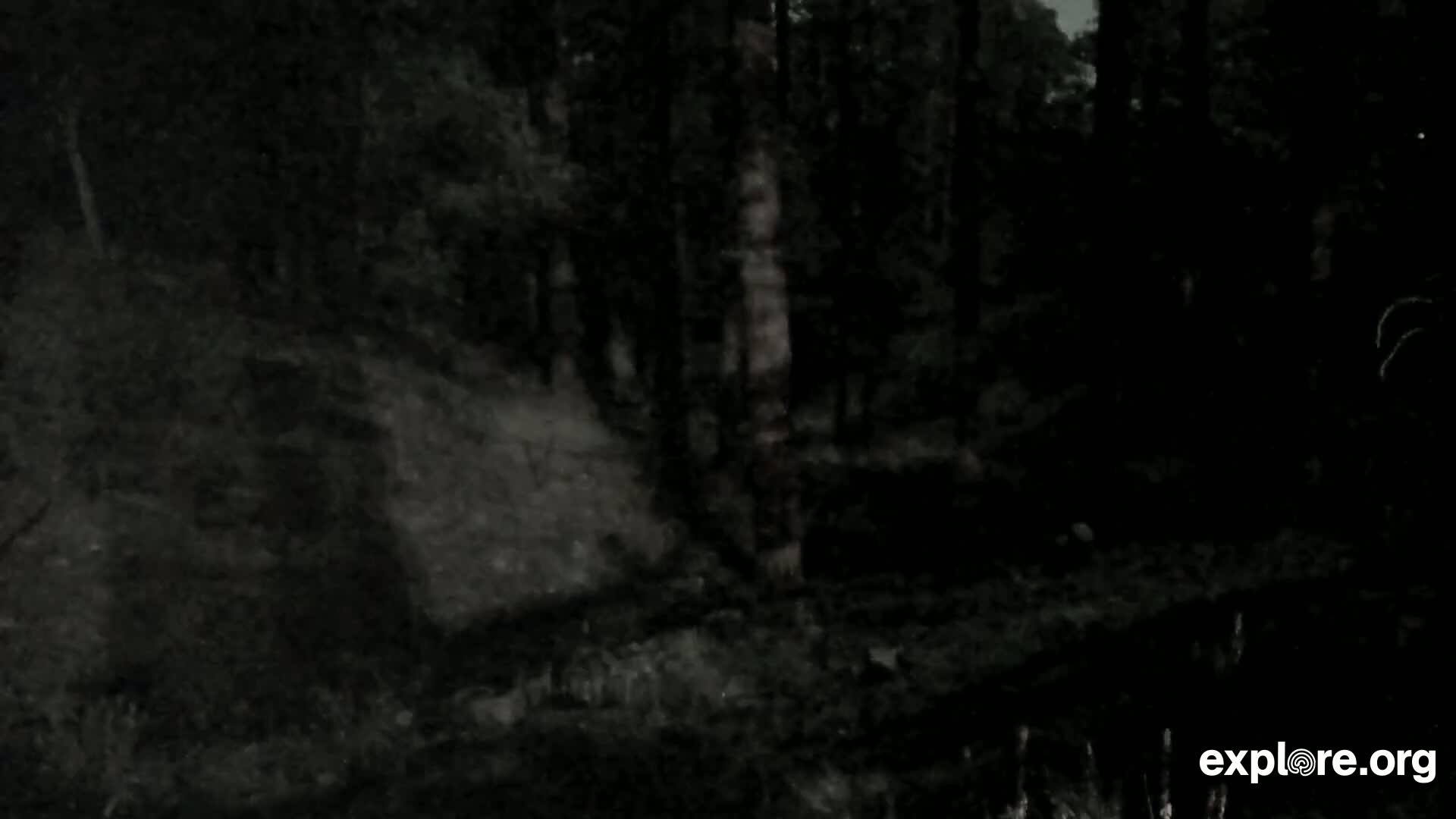 A dark, possibly nighttime, scene shows a wooded area with indistinct shapes and shadows suggesting trees and undergrowth.