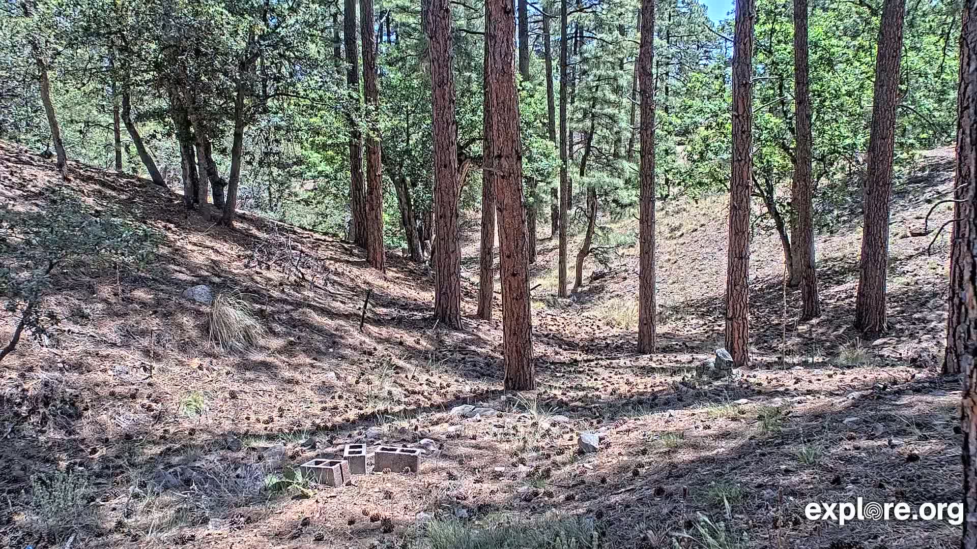 A sunny, pine-needle covered forest floor with several tall pine trees and a few concrete blocks.