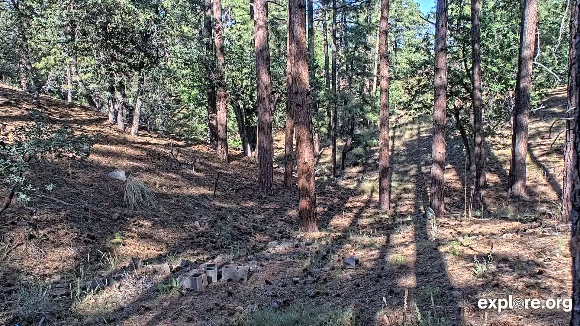 Williams, Bearizona Wildlife Park Live Cam - Williams, Coconino, Arizona, USA