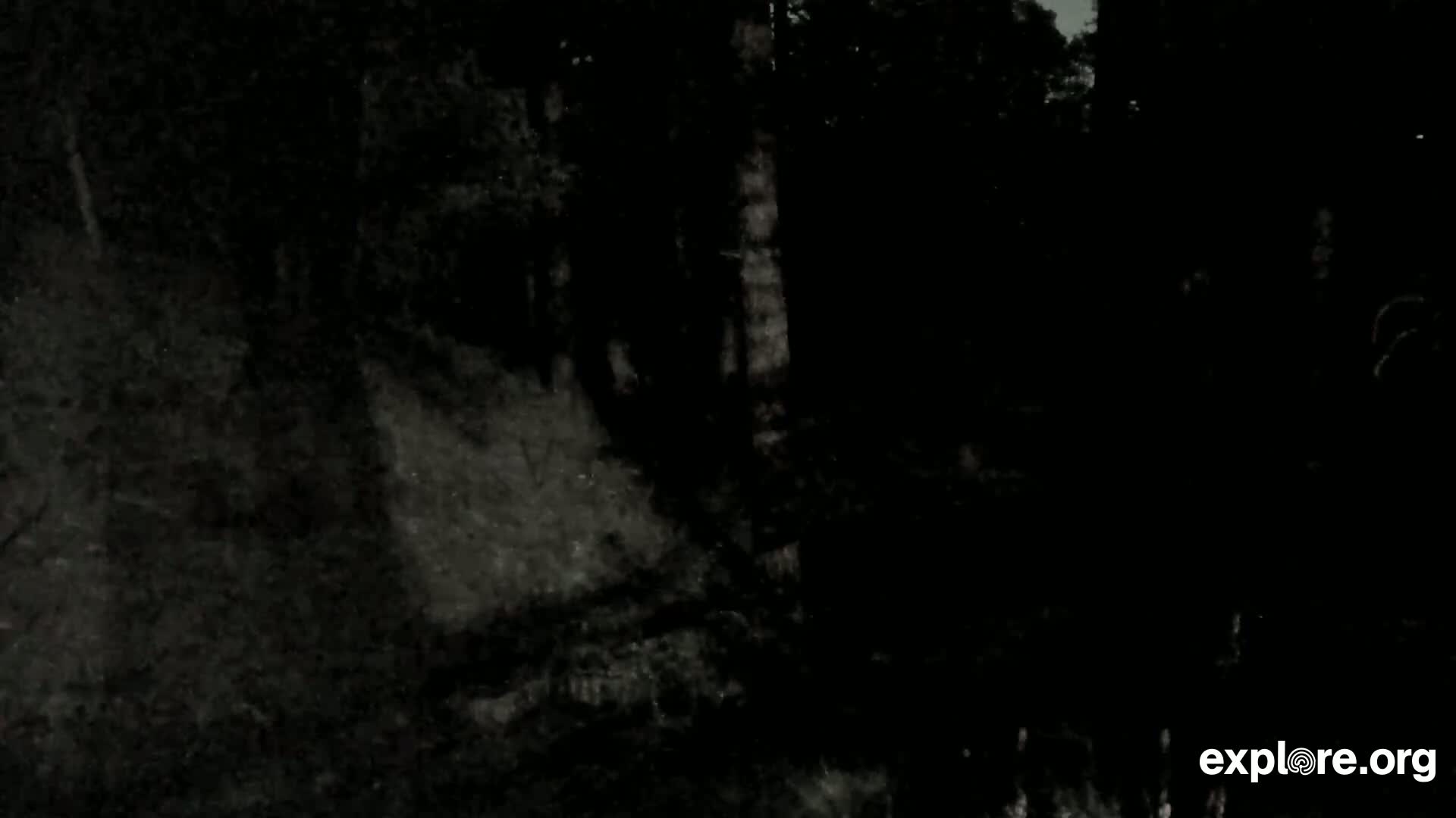 A dark, nighttime scene shows a shadowy wooded area with some indistinct ground cover.