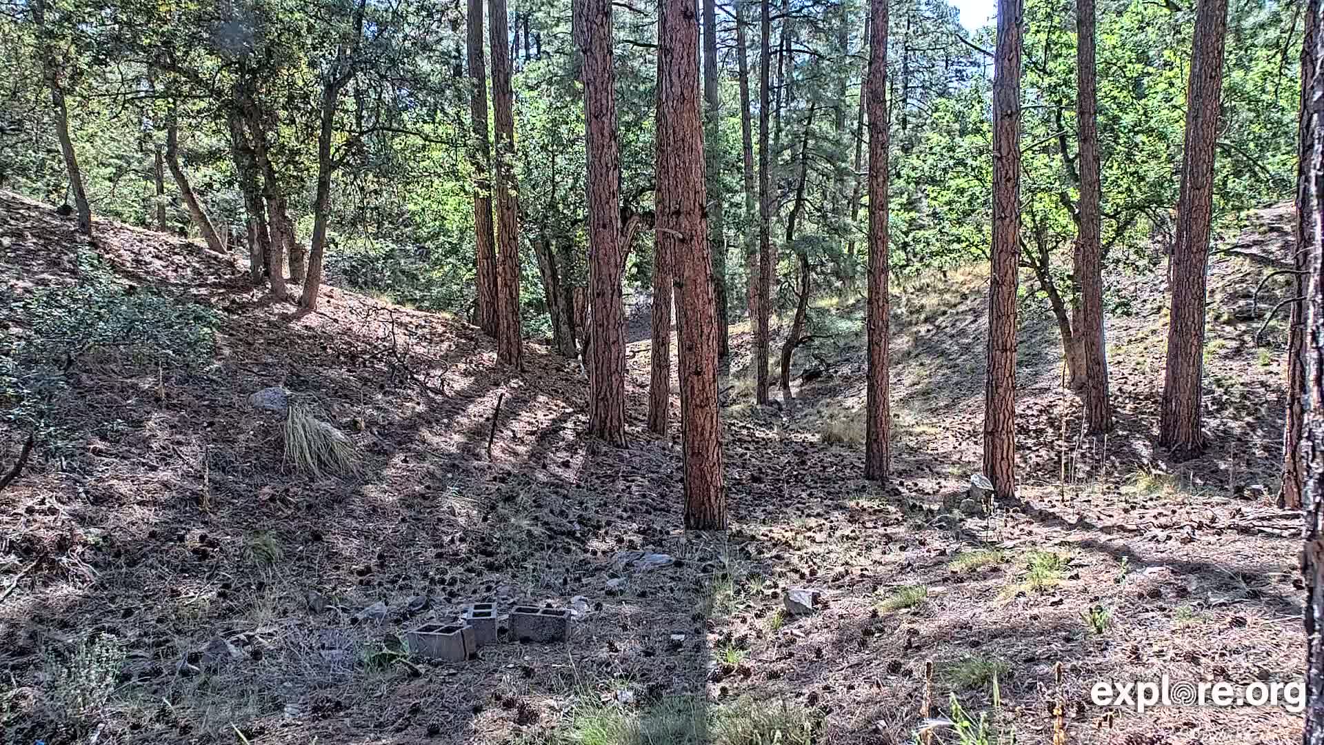 A sunny forest floor covered in pine needles and cones, with several tall pine trees and smaller shrubs, and a few concrete blocks scattered near the foreground.