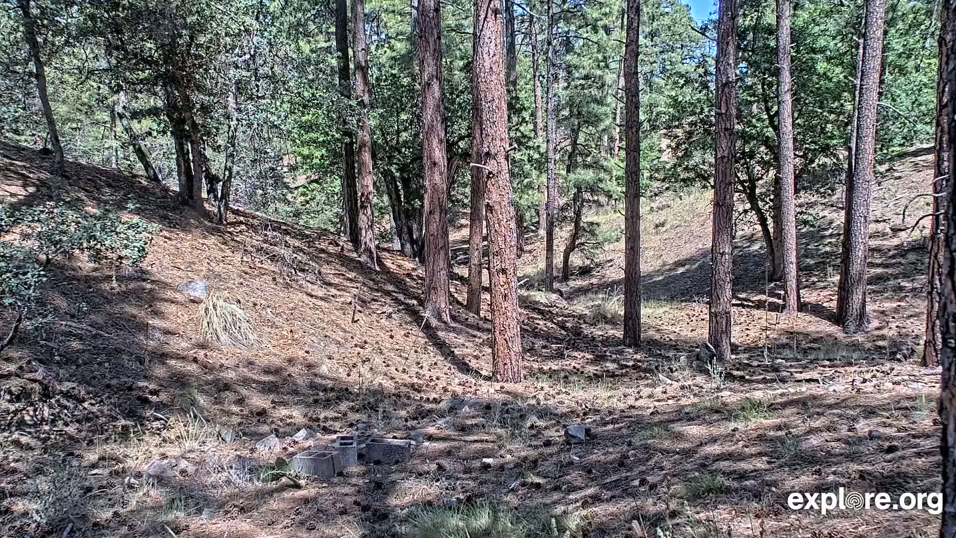 Williams, Bearizona Wildlife Park Live Cam - Williams, Coconino, Arizona, USA