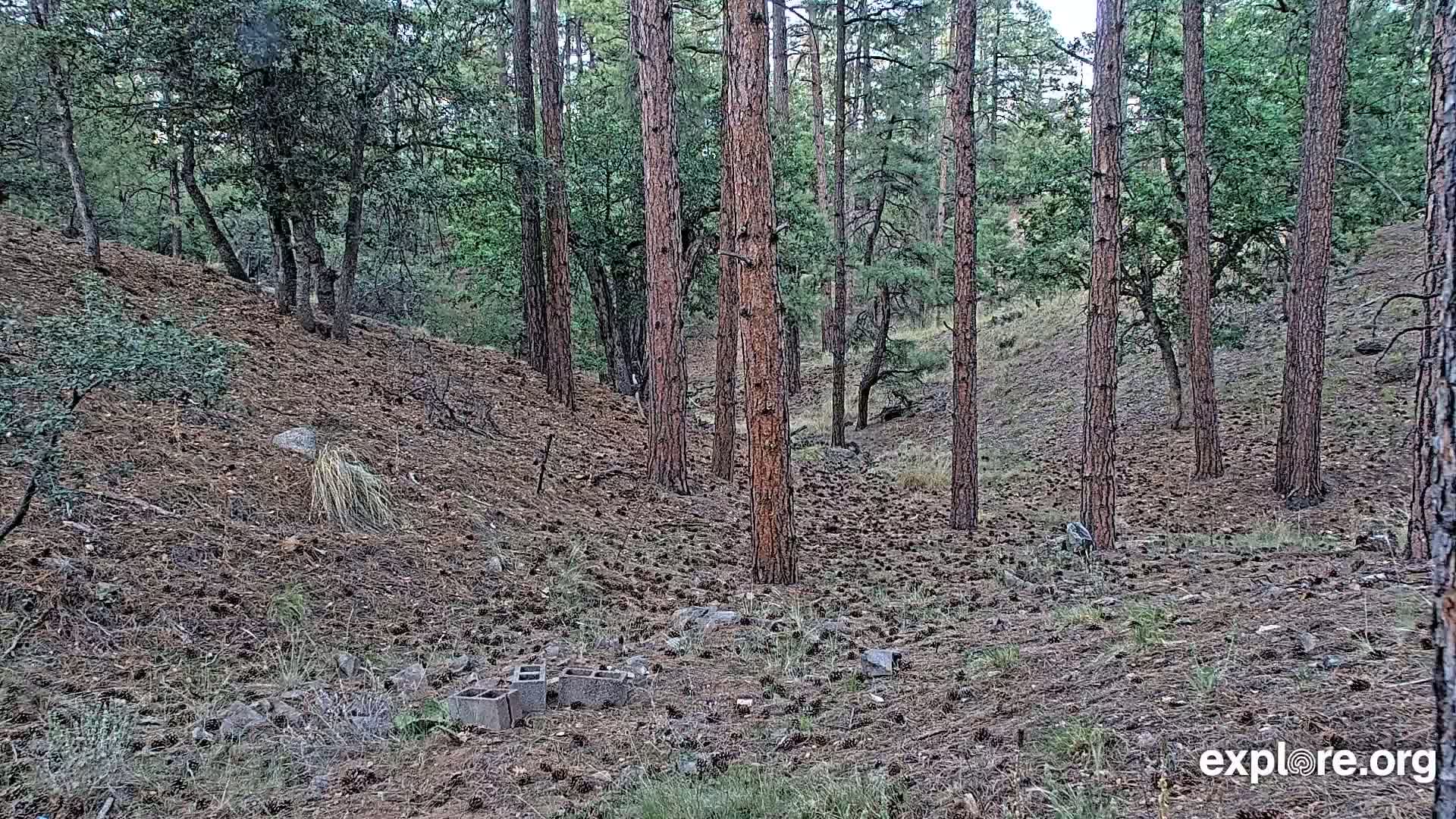 Williams, Bearizona Wildlife Park Live Cam - Williams, Coconino, Arizona, USA