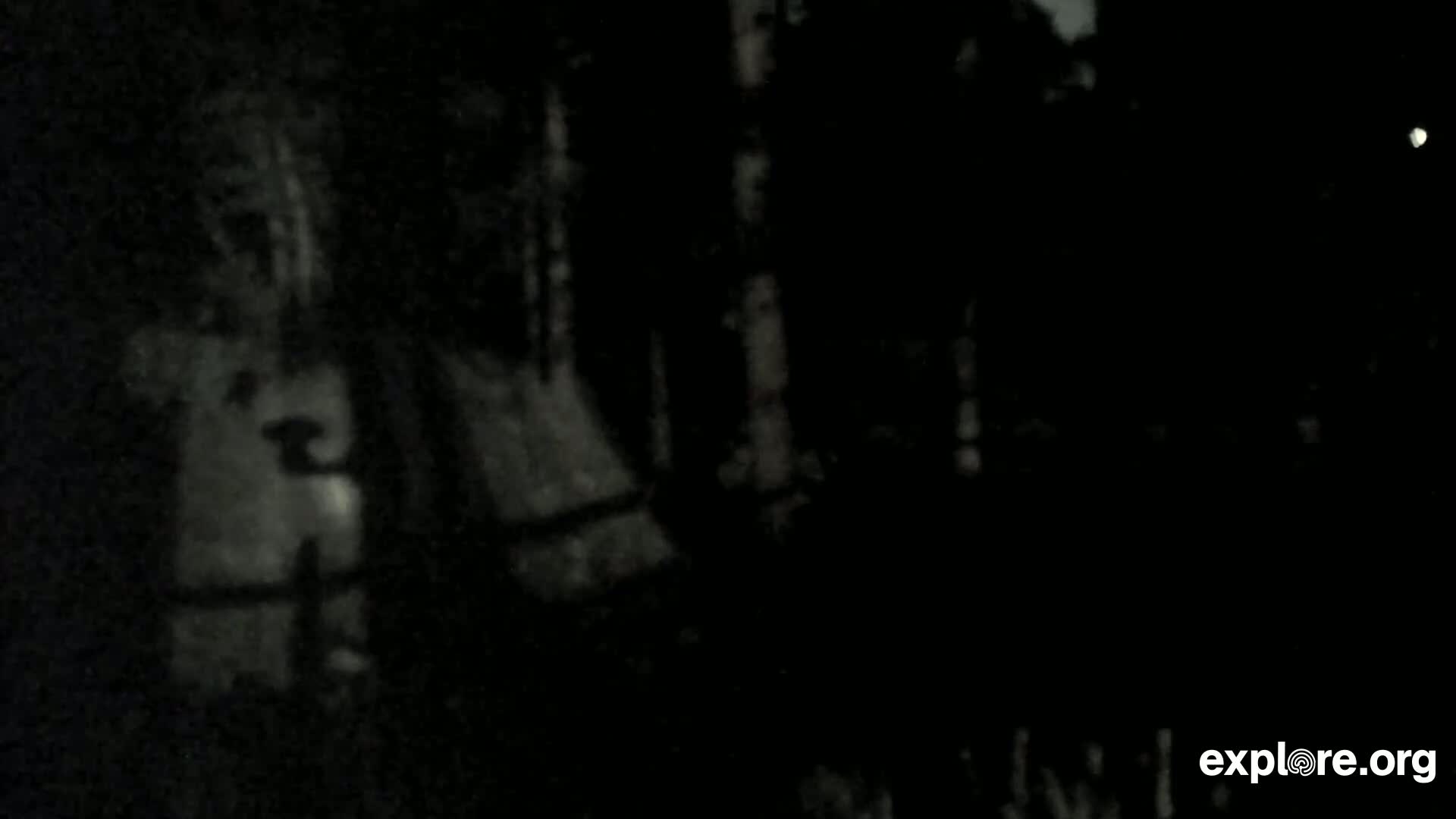 A blurry, dark nighttime image shows indistinct shapes that appear to be trees and possibly a structure, with a faint light visible in the upper right corner.