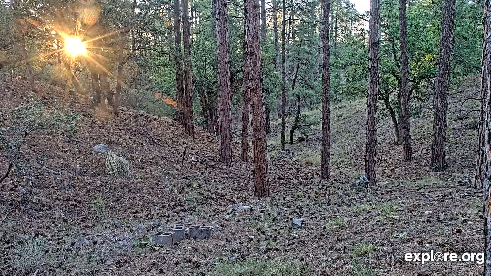 Sunlight bursts through a pine forest floor covered in pine cones, illuminating a hilly landscape with a few concrete blocks on the ground.