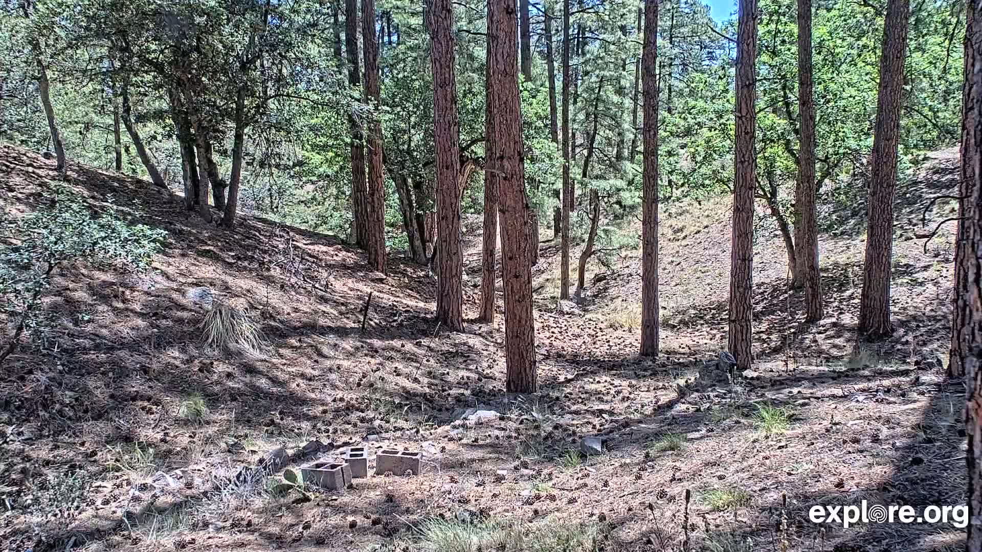 A sunny forest floor strewn with pine needles and a few cinder blocks, surrounded by tall pine trees.