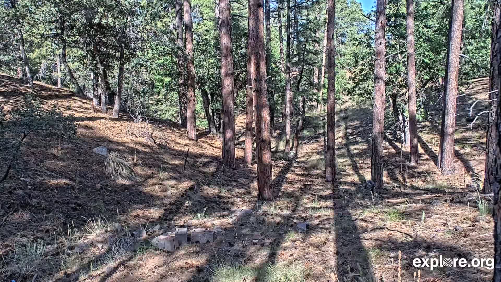 Williams, Bearizona Wildlife Park Live Cam - Williams, Coconino, Arizona, USA