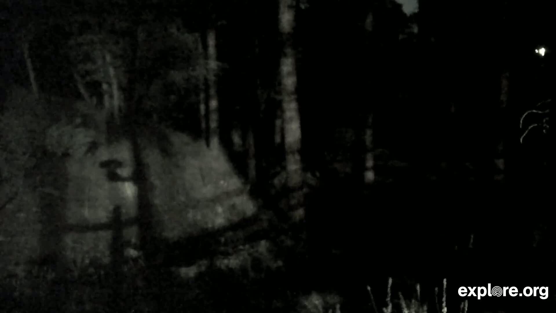 Williams, Bearizona Wildlife Park Live Cam - Williams, Coconino, Arizona, USA
