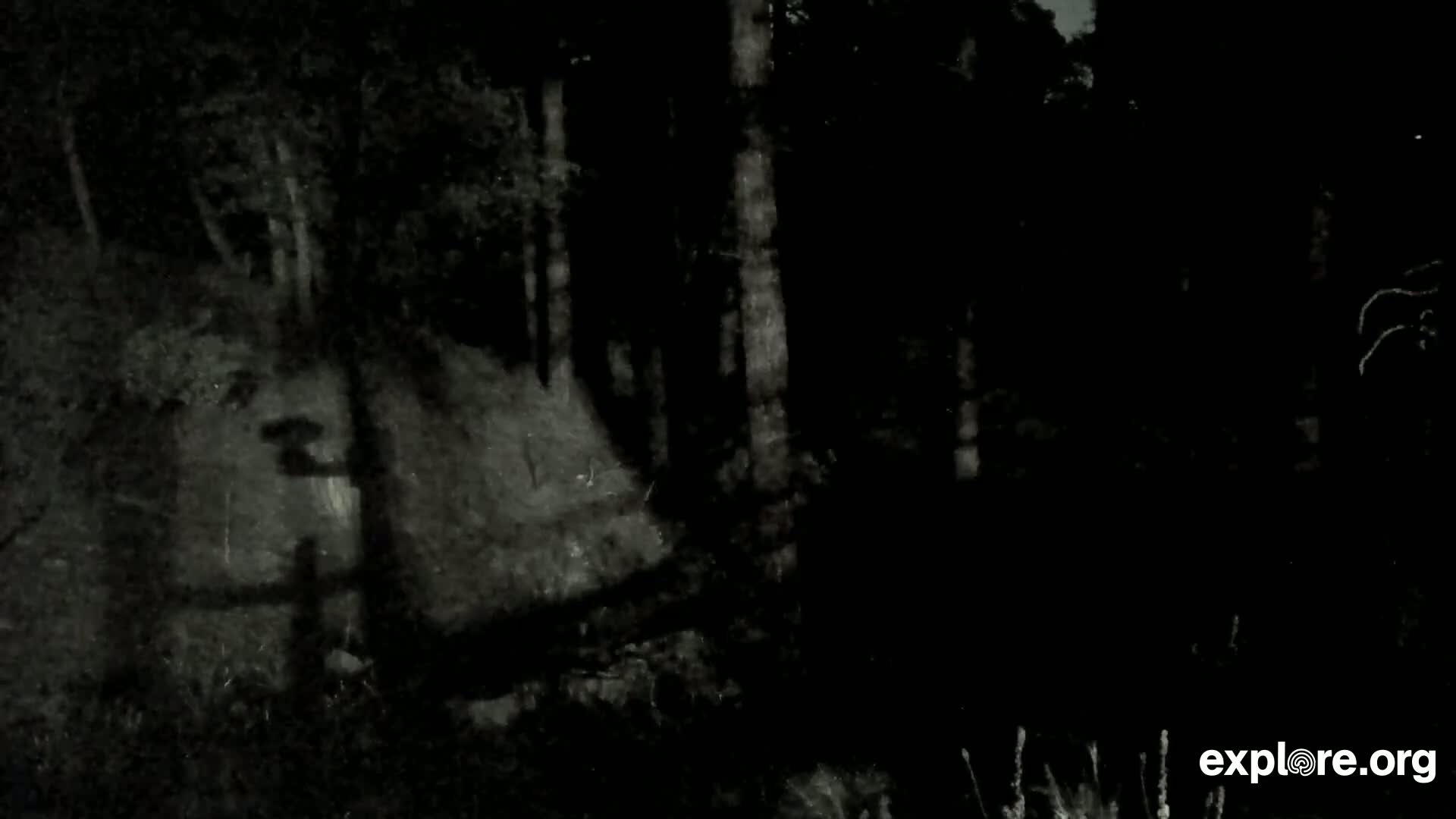 A dark, nighttime forest scene shows a faintly visible structure or object partially obscured by shadows and trees.