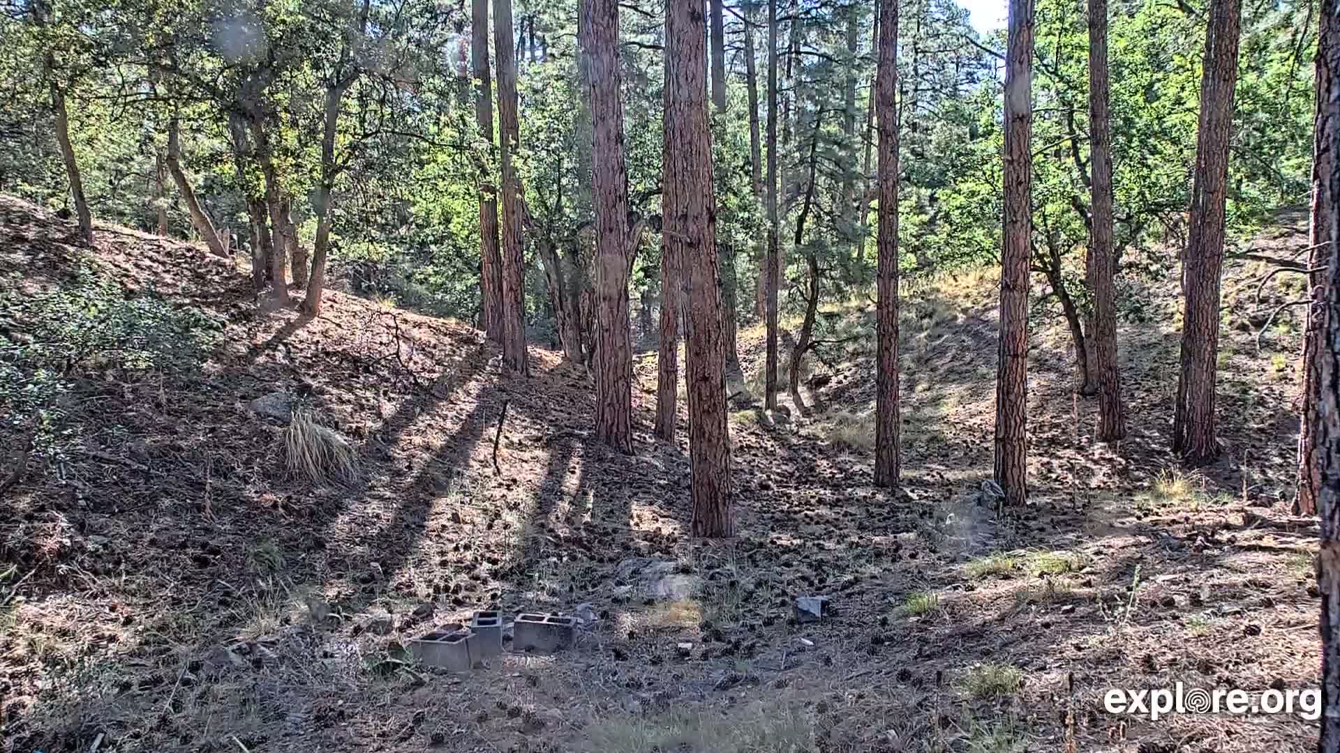 Sunlight dapples the forest floor of a pine and oak woodland, covering the ground in pine needles and shadows.