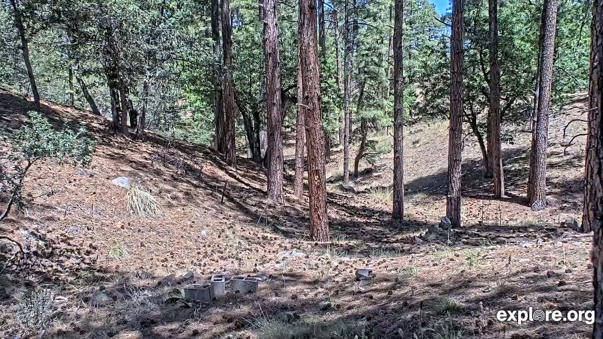 Williams, Bearizona Wildlife Park Live Cam - Williams, Coconino, Arizona, USA