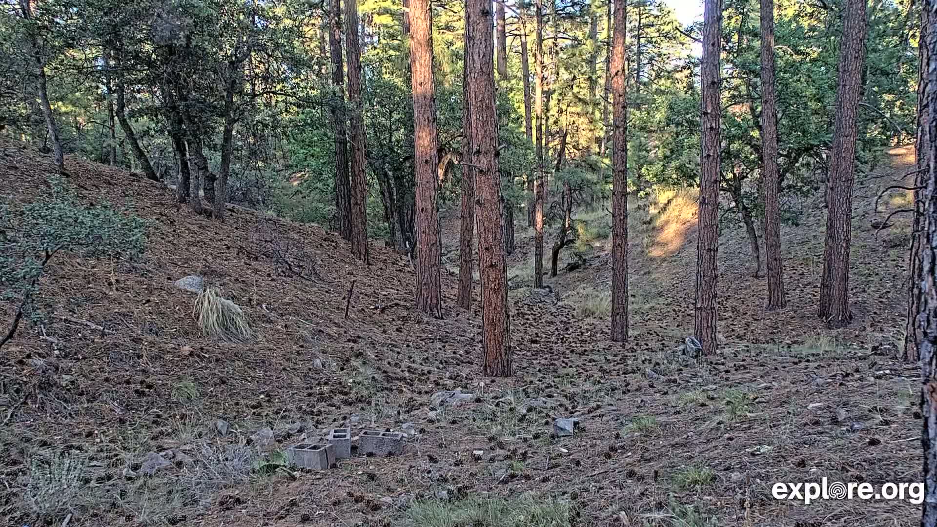 Williams, Bearizona Wildlife Park Live Cam - Williams, Coconino, Arizona, USA