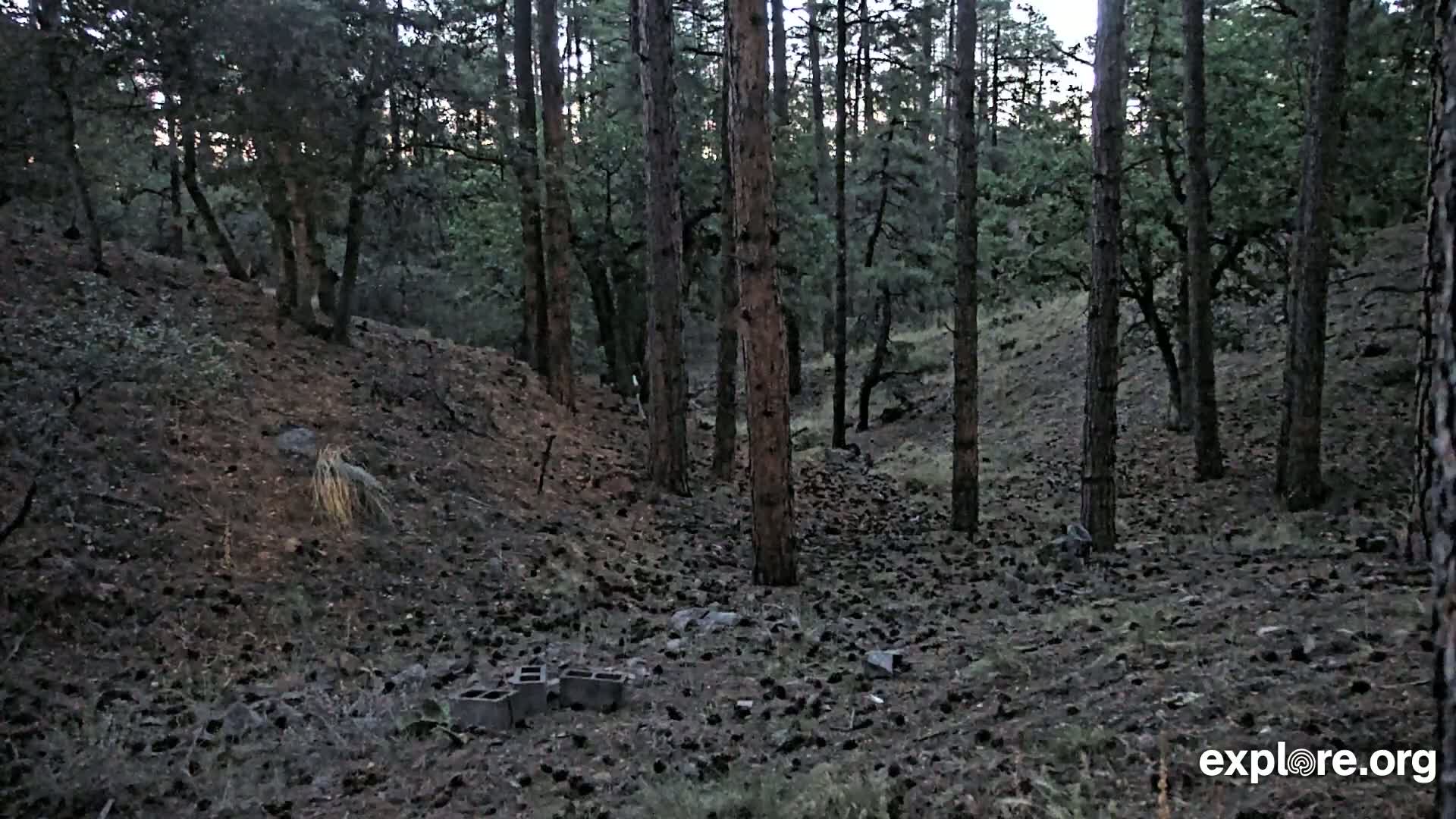 A pine forest floor covered in pine cones under a dim, overcast sky shows a few concrete blocks near the bottom of the frame.