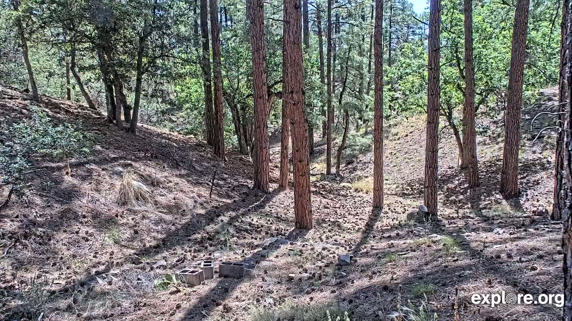 A sunny day in a pine forest with a sparsely vegetated forest floor shows several tall, slender pine trees casting shadows on the ground, where a few cinder blocks lie scattered.