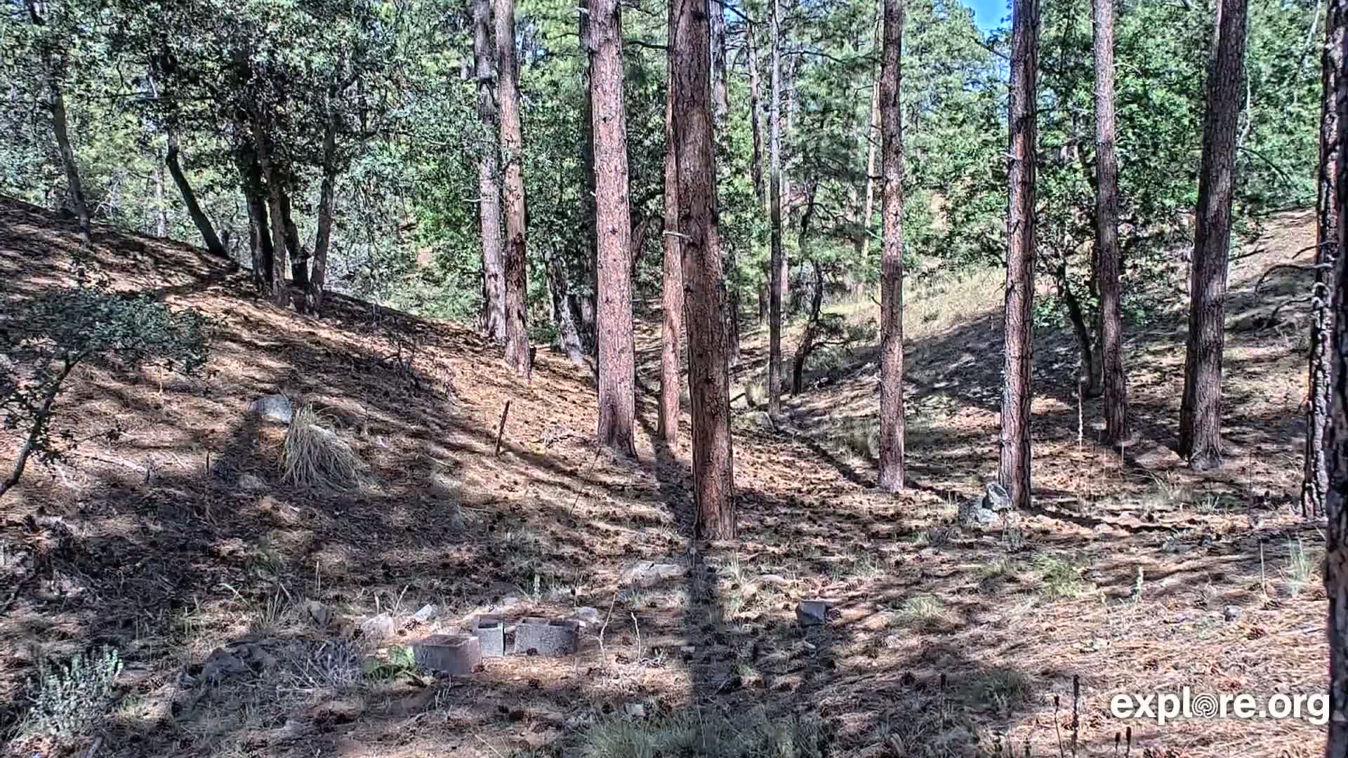 Williams, Bearizona Wildlife Park Live Cam - Williams, Coconino, Arizona, USA