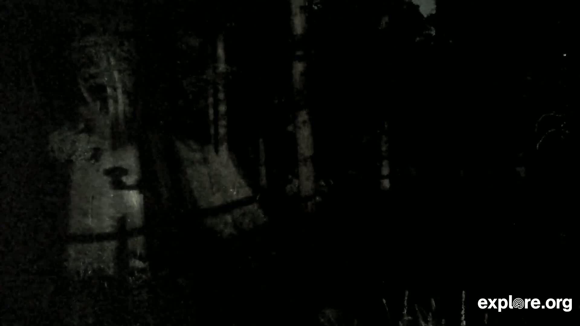 A dark, nighttime forest scene is shown, with indistinct shapes of trees and possibly other objects barely visible in the low light.