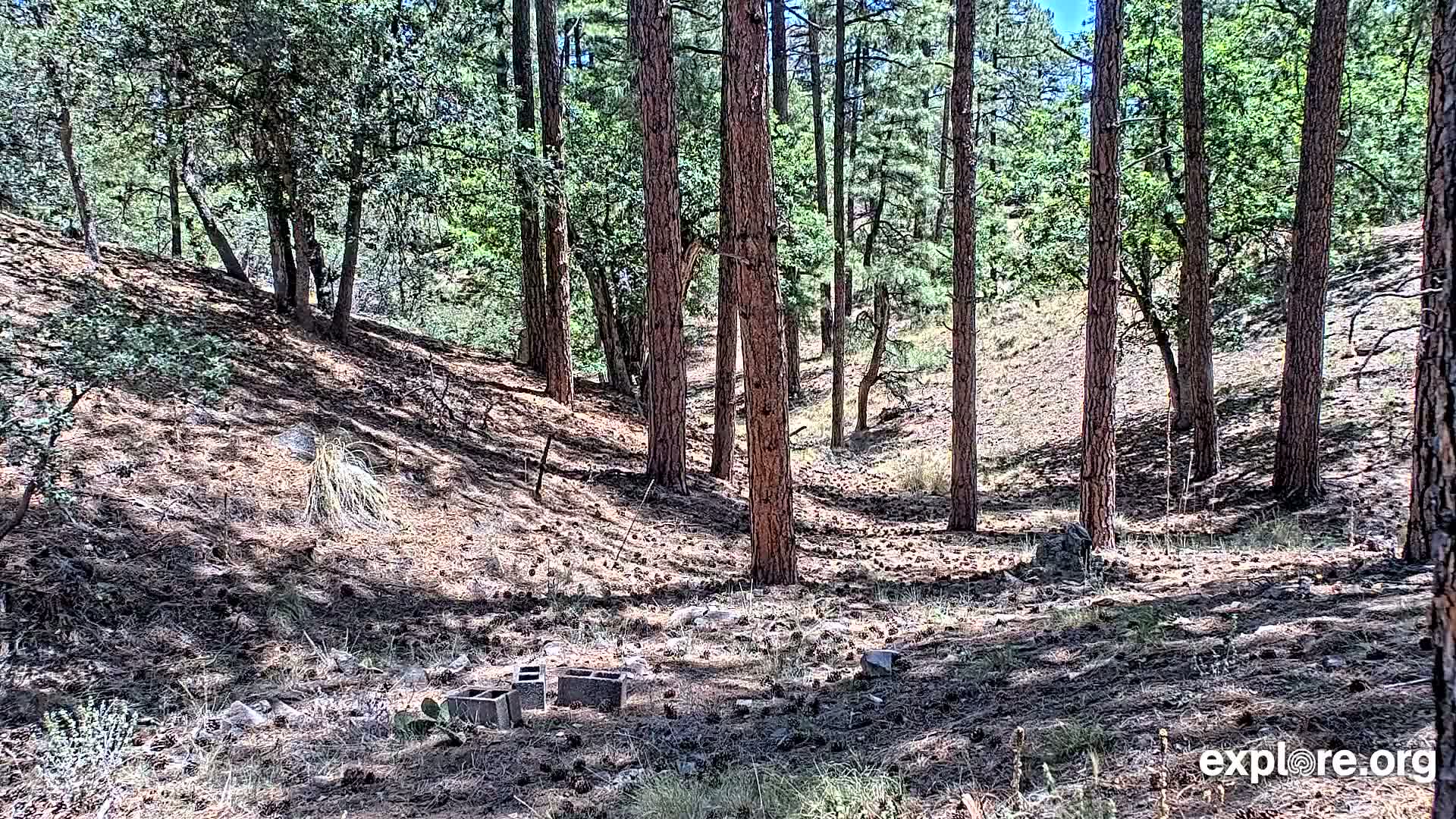 A sunny day in a pine and oak forest shows a sloped, pine-needle covered ground with several concrete blocks scattered near the center.