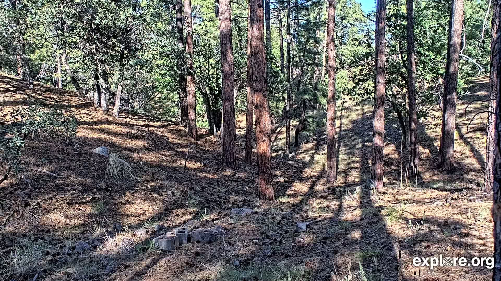 Williams, Bearizona Wildlife Park Live Cam - Williams, Coconino, Arizona, USA