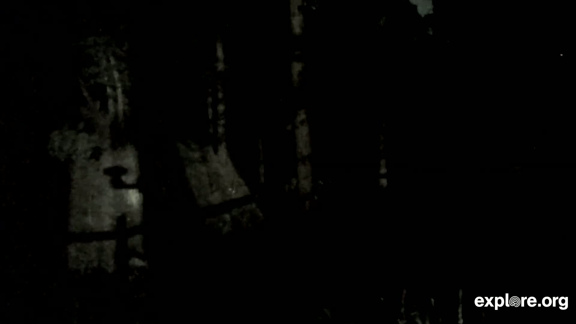 Williams, Bearizona Wildlife Park Live Cam - Williams, Coconino, Arizona, USA