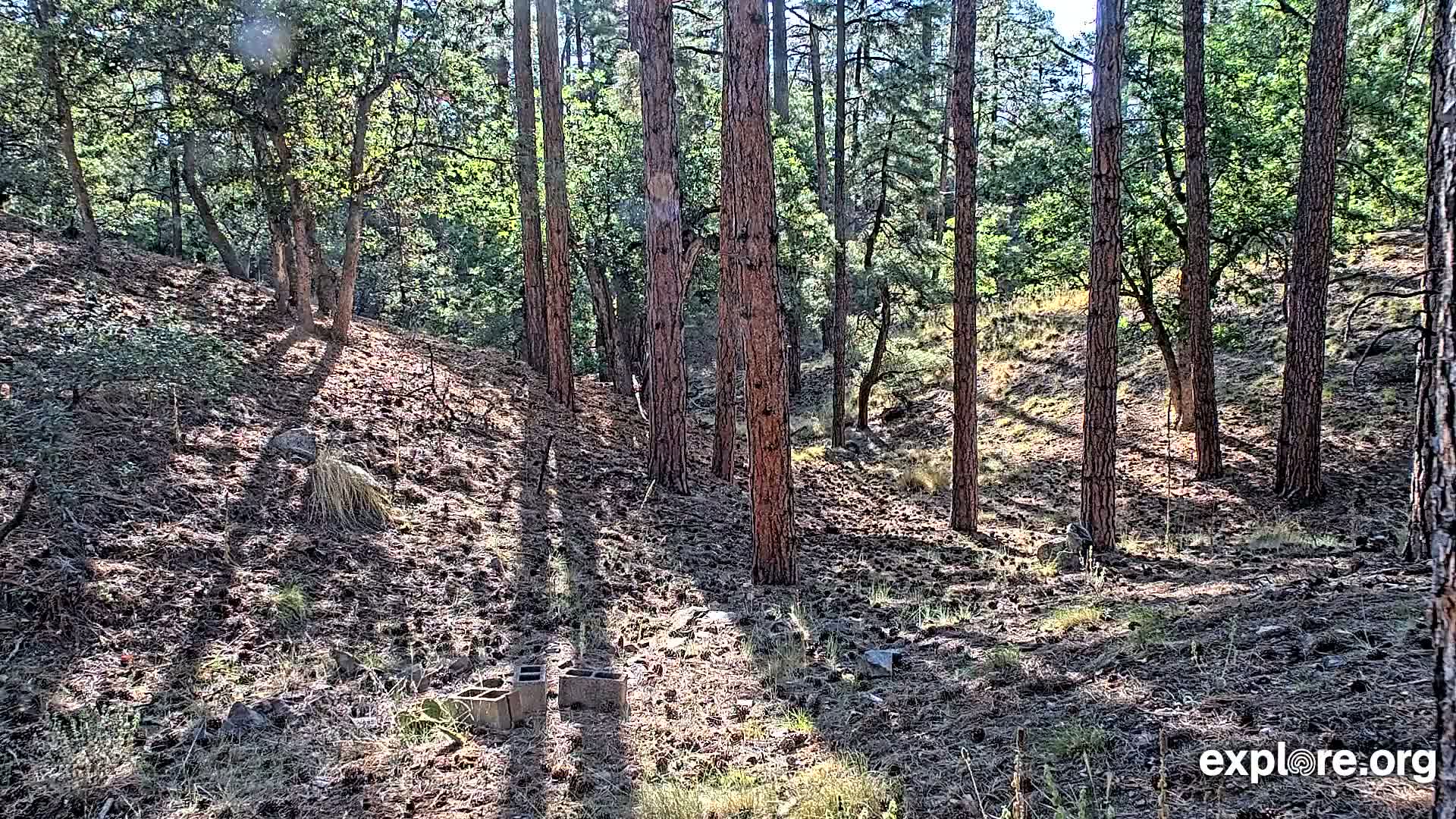 Williams, Bearizona Wildlife Park Live Cam - Williams, Coconino, Arizona, USA