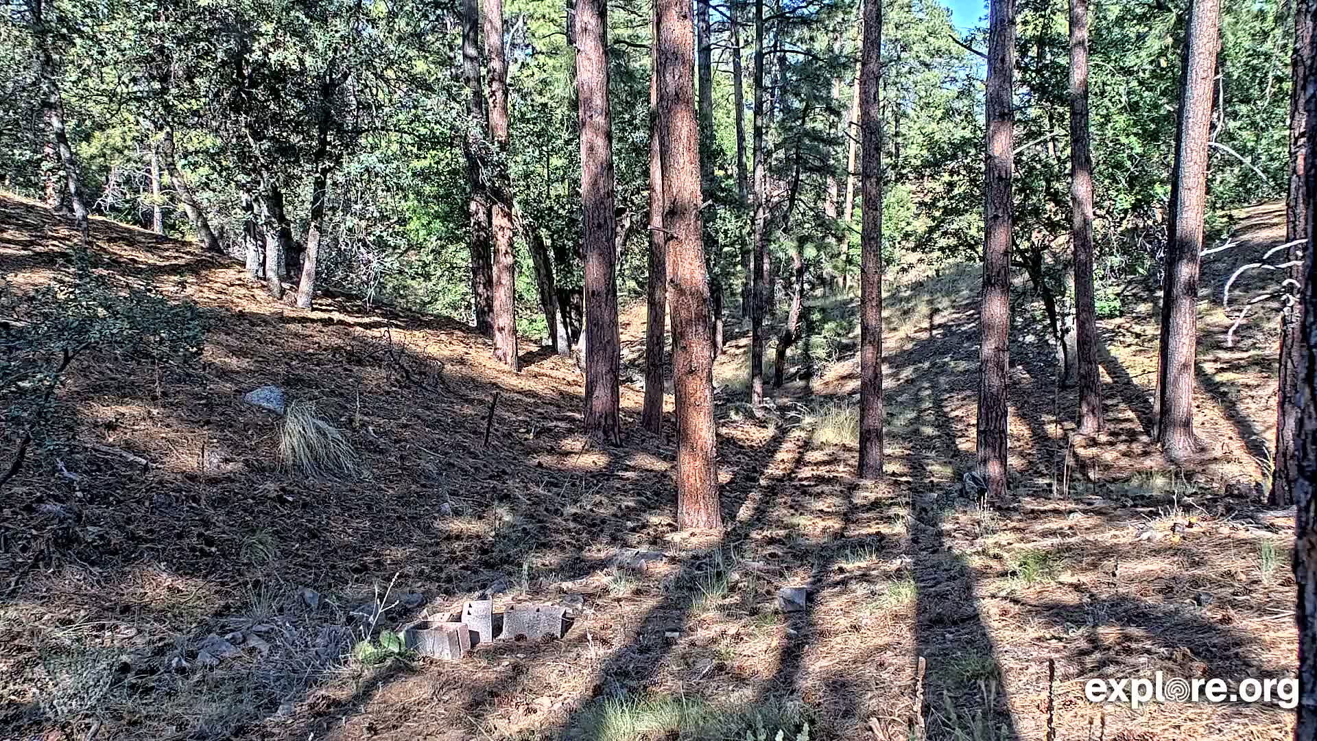 Williams, Bearizona Wildlife Park Live Cam - Williams, Coconino, Arizona, USA