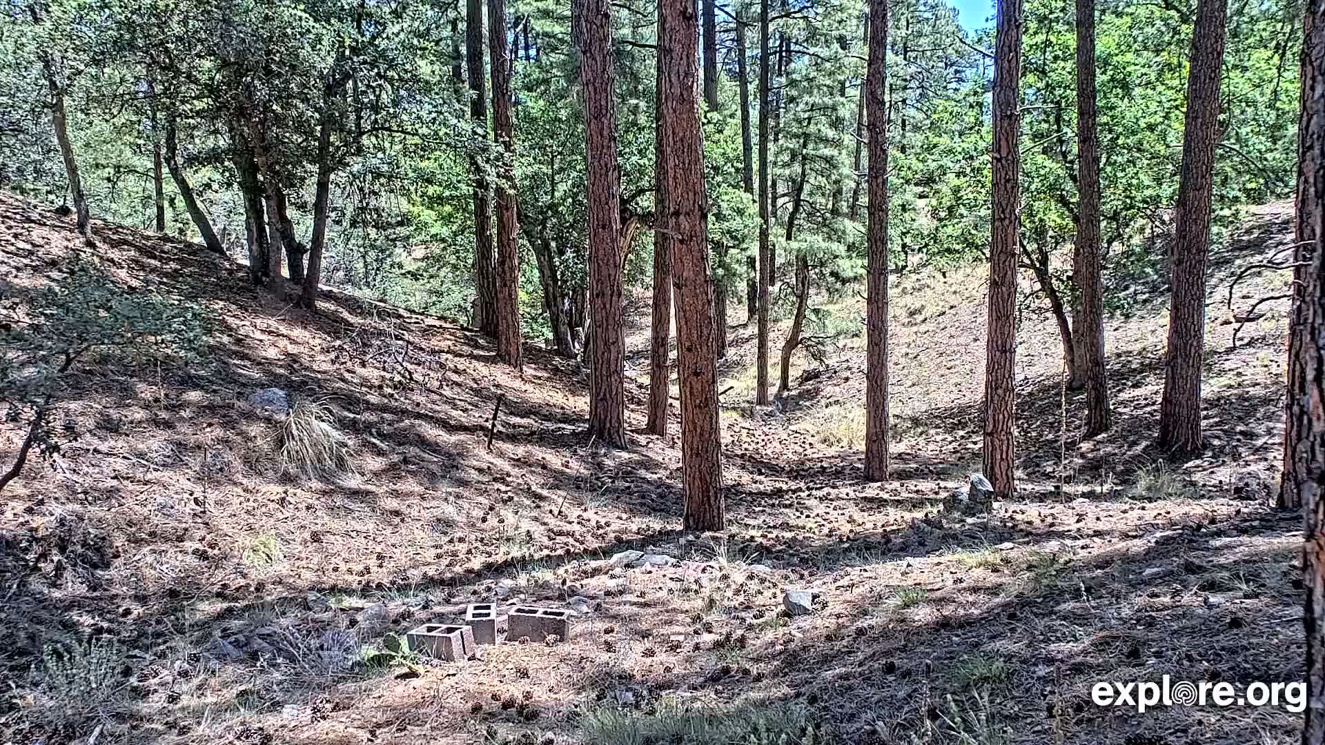 Williams, Bearizona Wildlife Park Live Cam - Williams, Coconino, Arizona, USA