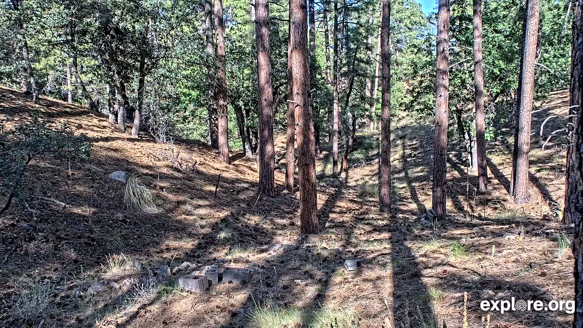 Williams, Bearizona Wildlife Park Live Cam - Williams, Coconino, Arizona, USA
