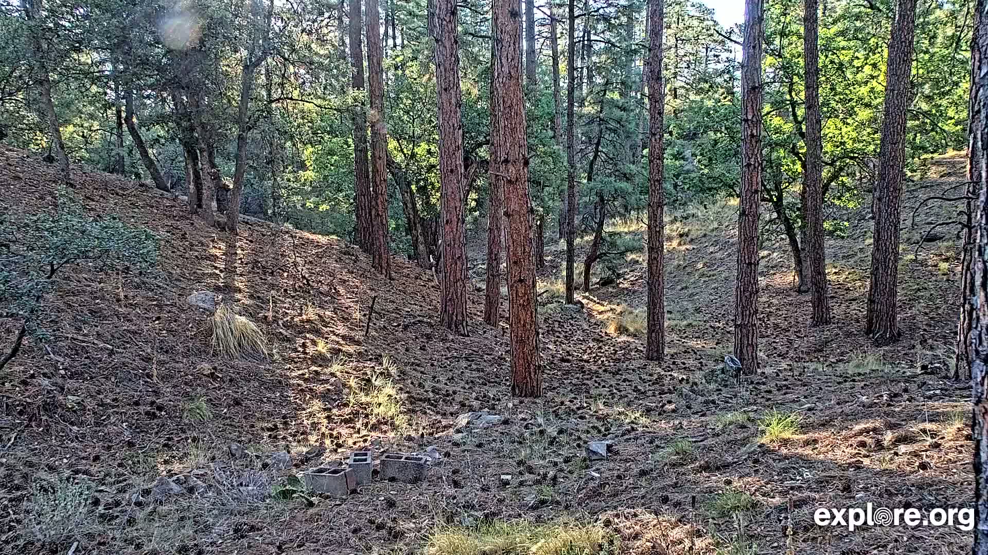 Williams, Bearizona Wildlife Park Live Cam - Williams, Coconino, Arizona, USA